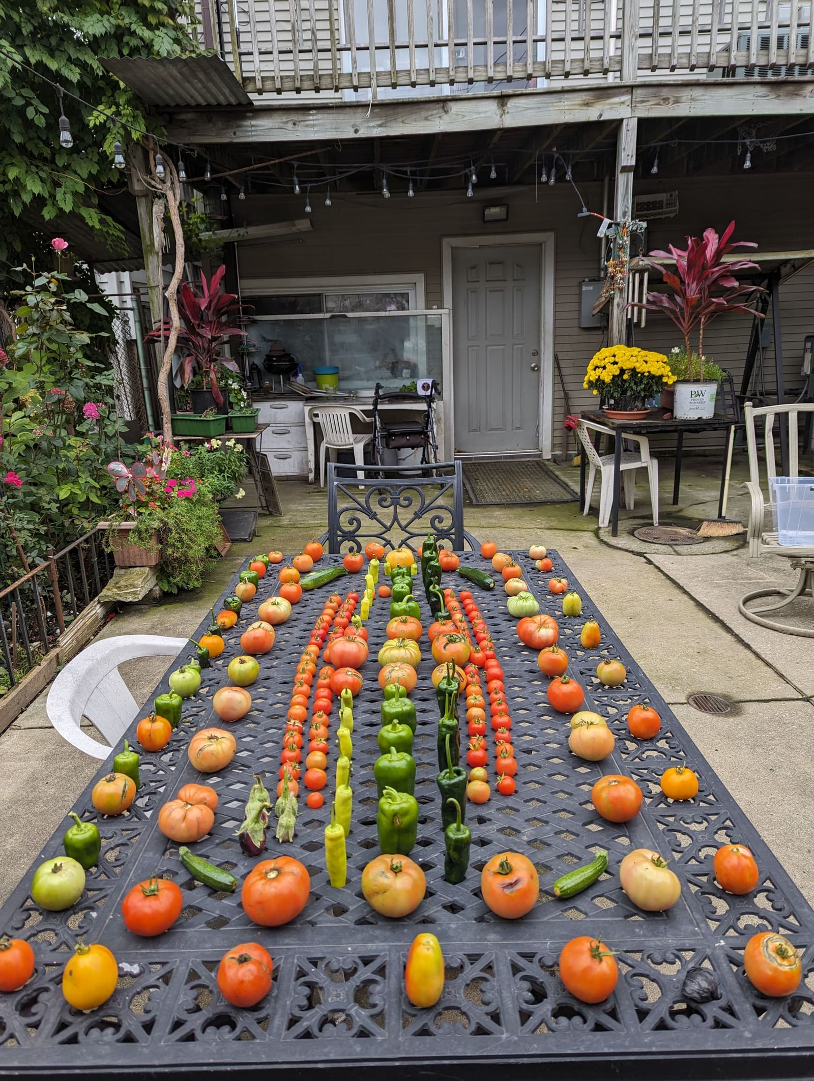 The week's harvest arranged on the table. October 2023.