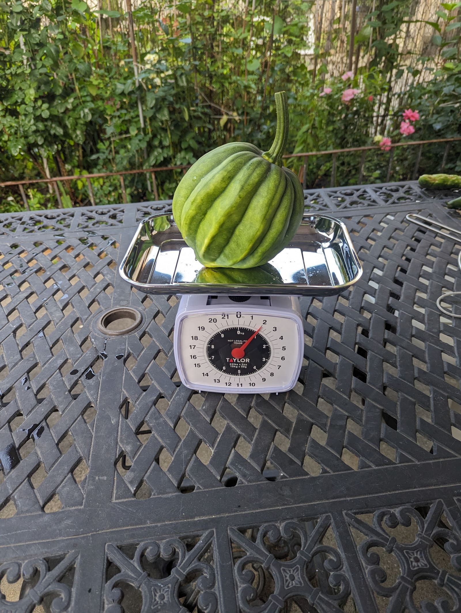 The week's harvest arranged on the table, with the scale in frame. July 2023.