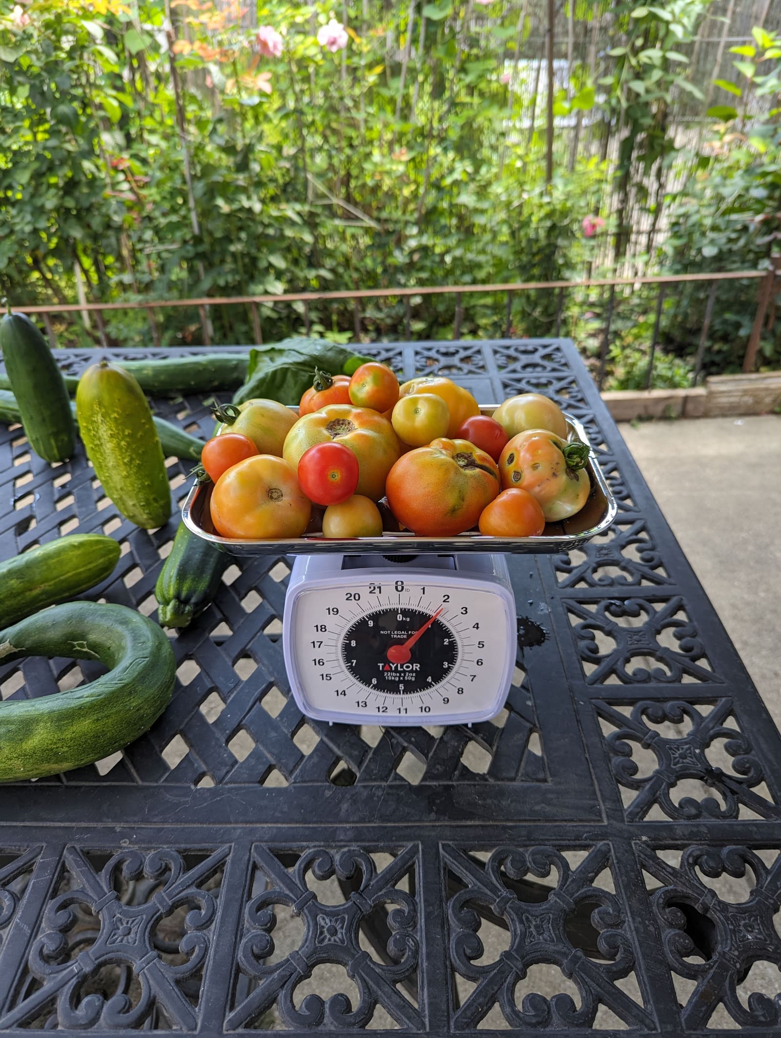 The week's harvest arranged on the table, with the scale in frame. July 2023.