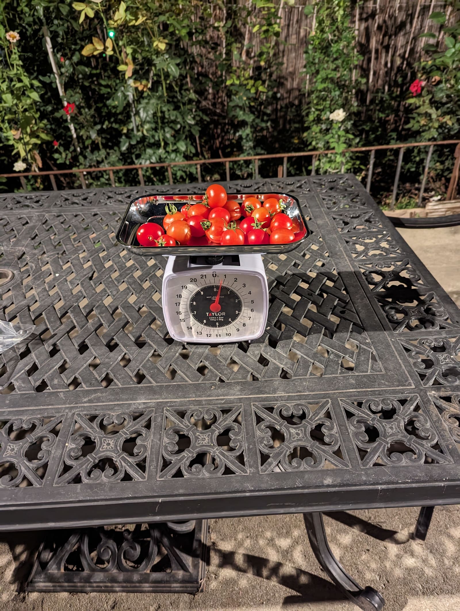 The week's harvest arranged on the table, with the scale in frame. October 2023.