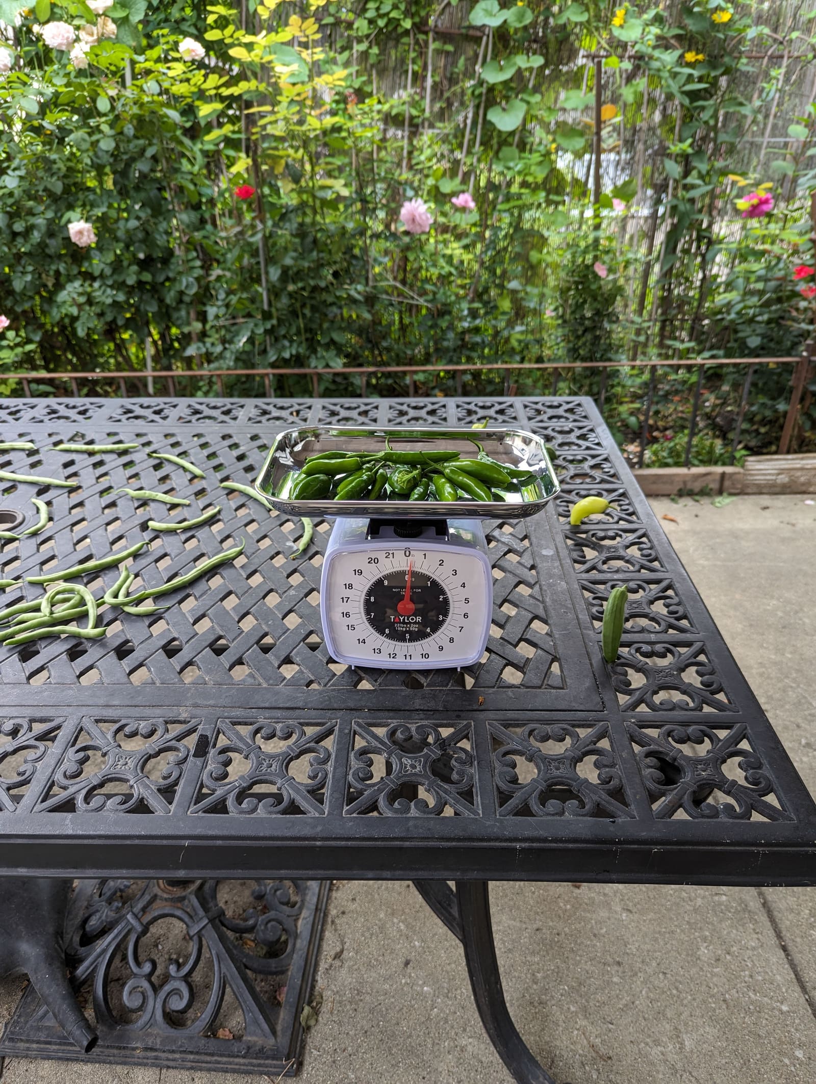 The week's harvest arranged on the table, with the scale in frame. August 2023.