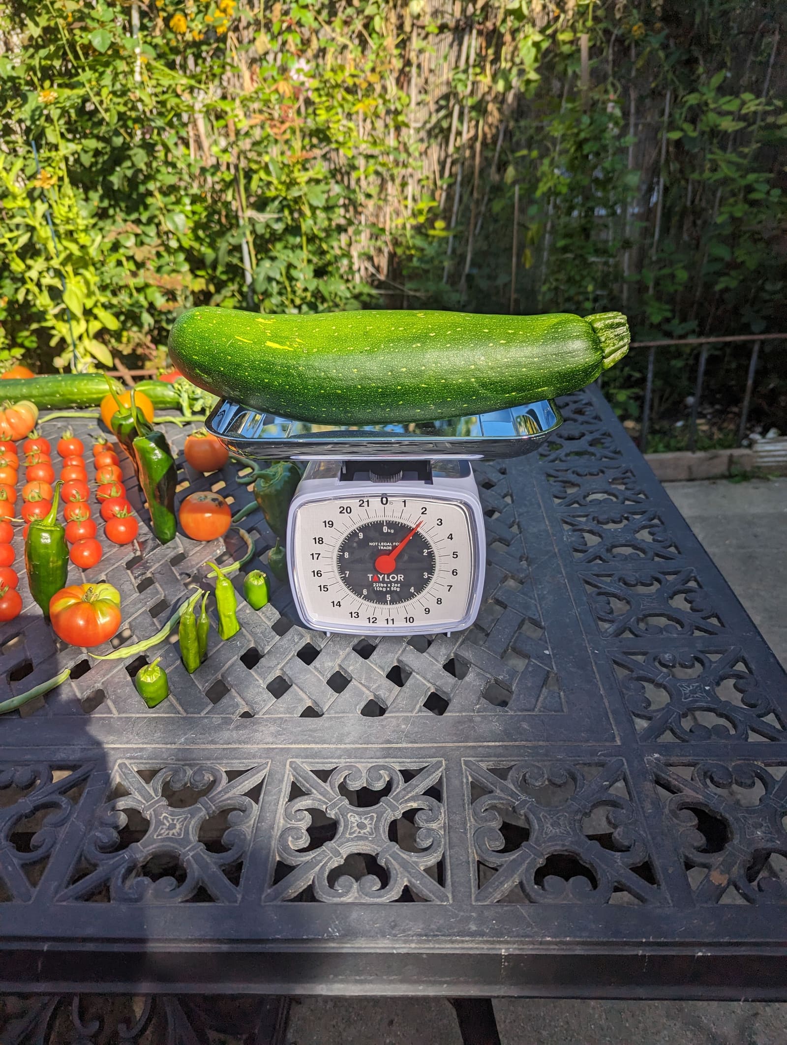 The week's harvest arranged on the table, with the scale in frame. September 2023.