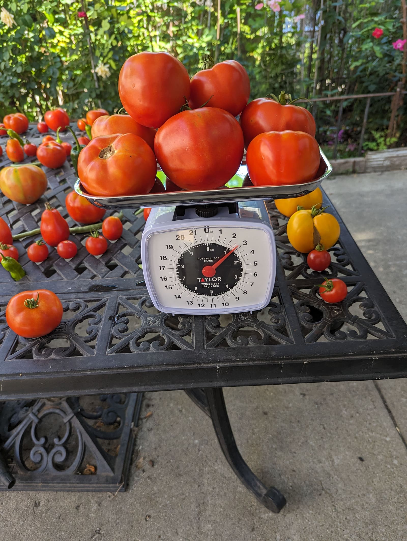 The week's harvest arranged on the table, with the scale in frame. August 2023.