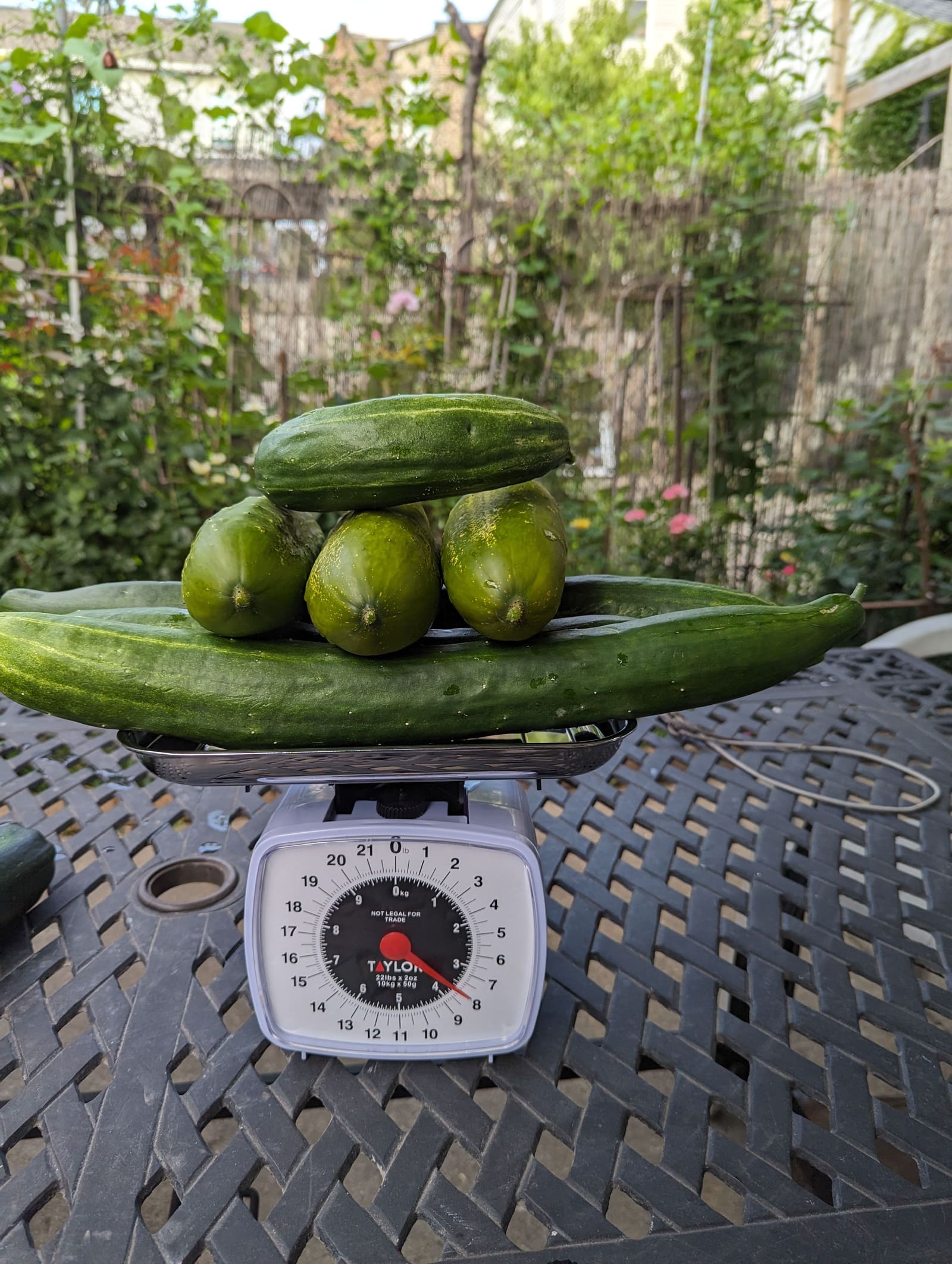 The week's harvest arranged on the table, with the scale in frame. July 2023.
