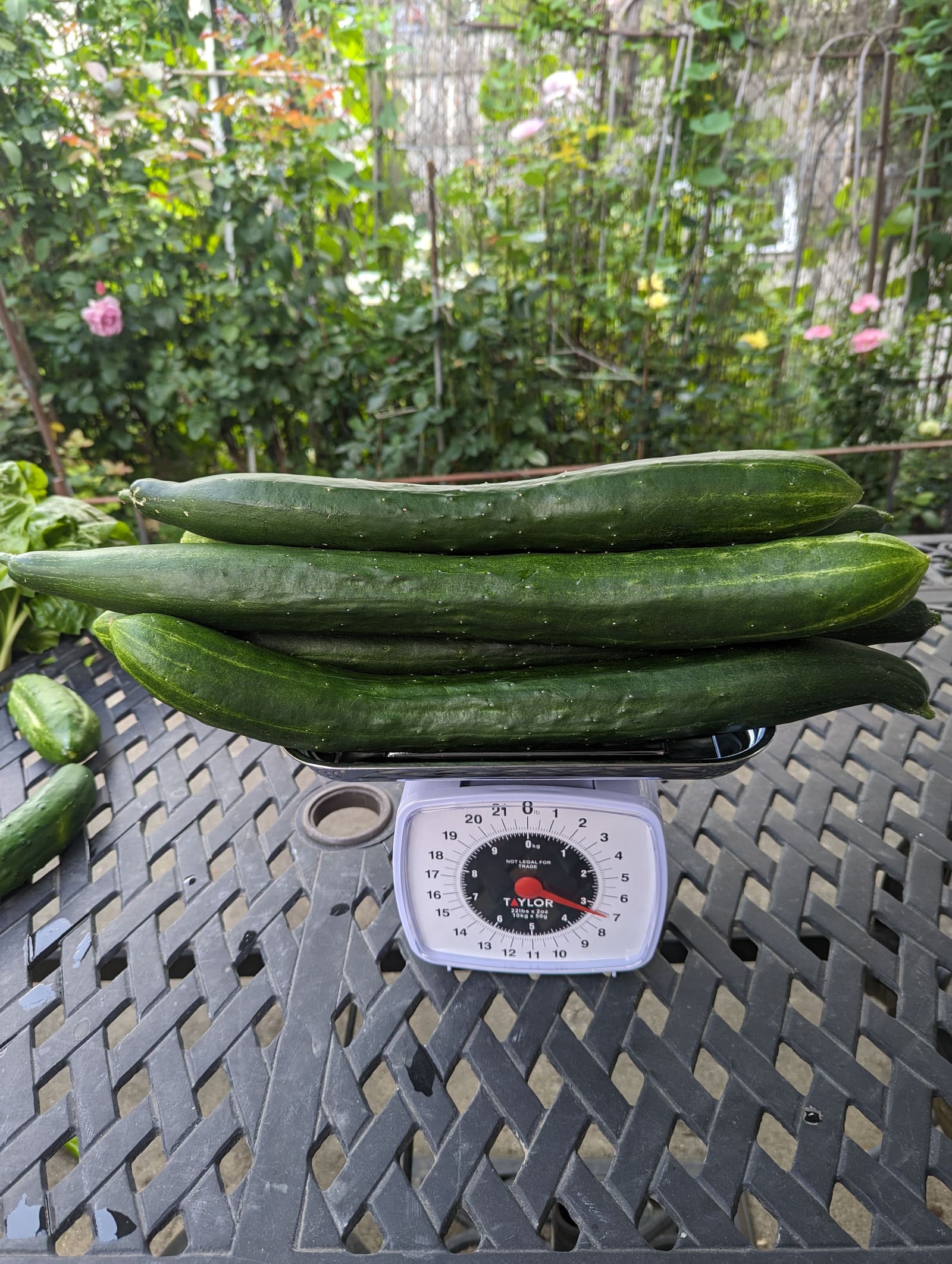 The week's harvest arranged on the table, with the scale in frame. July 2023.