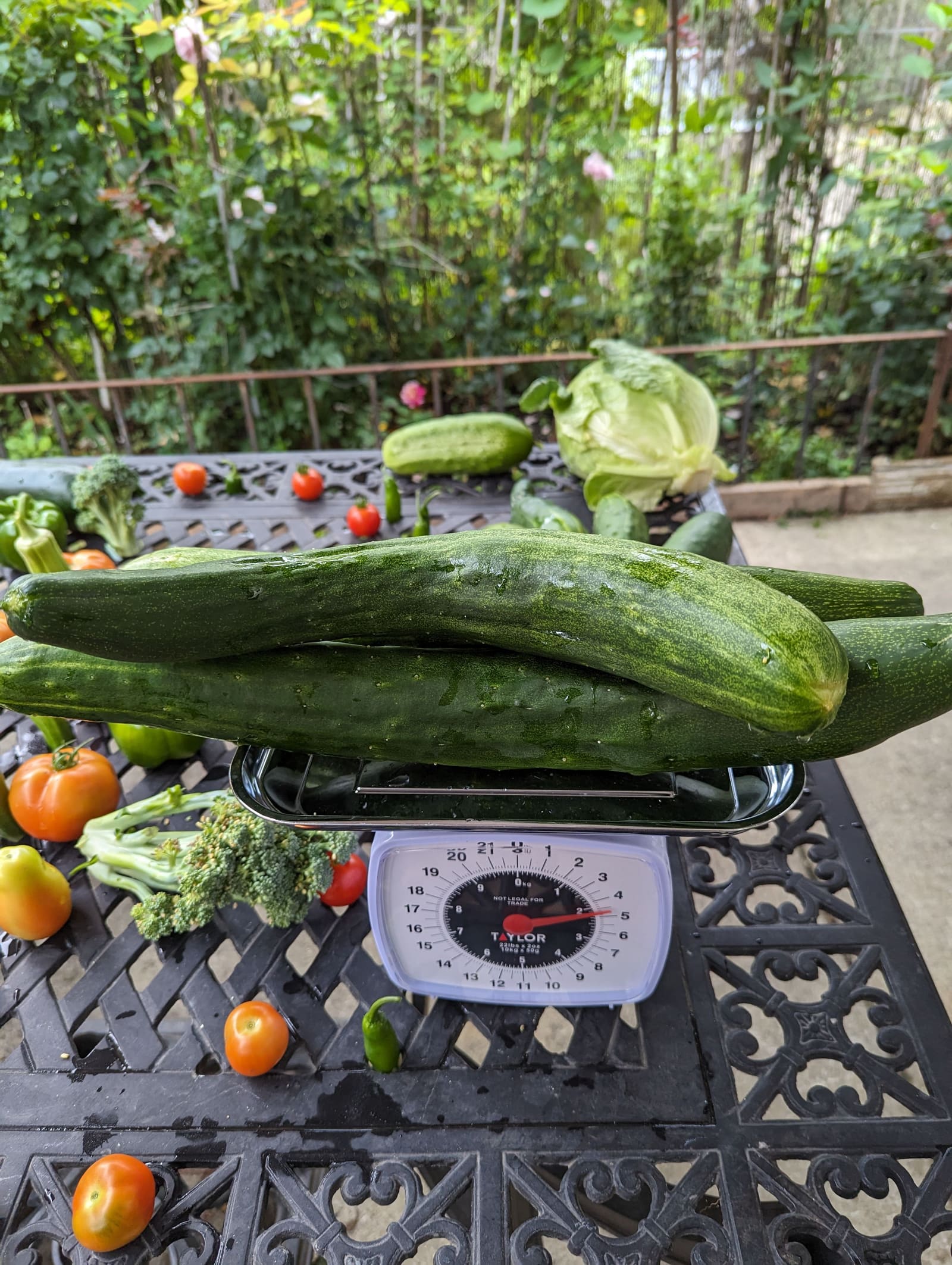 The week's harvest arranged on the table, with the scale in frame. August 2023.