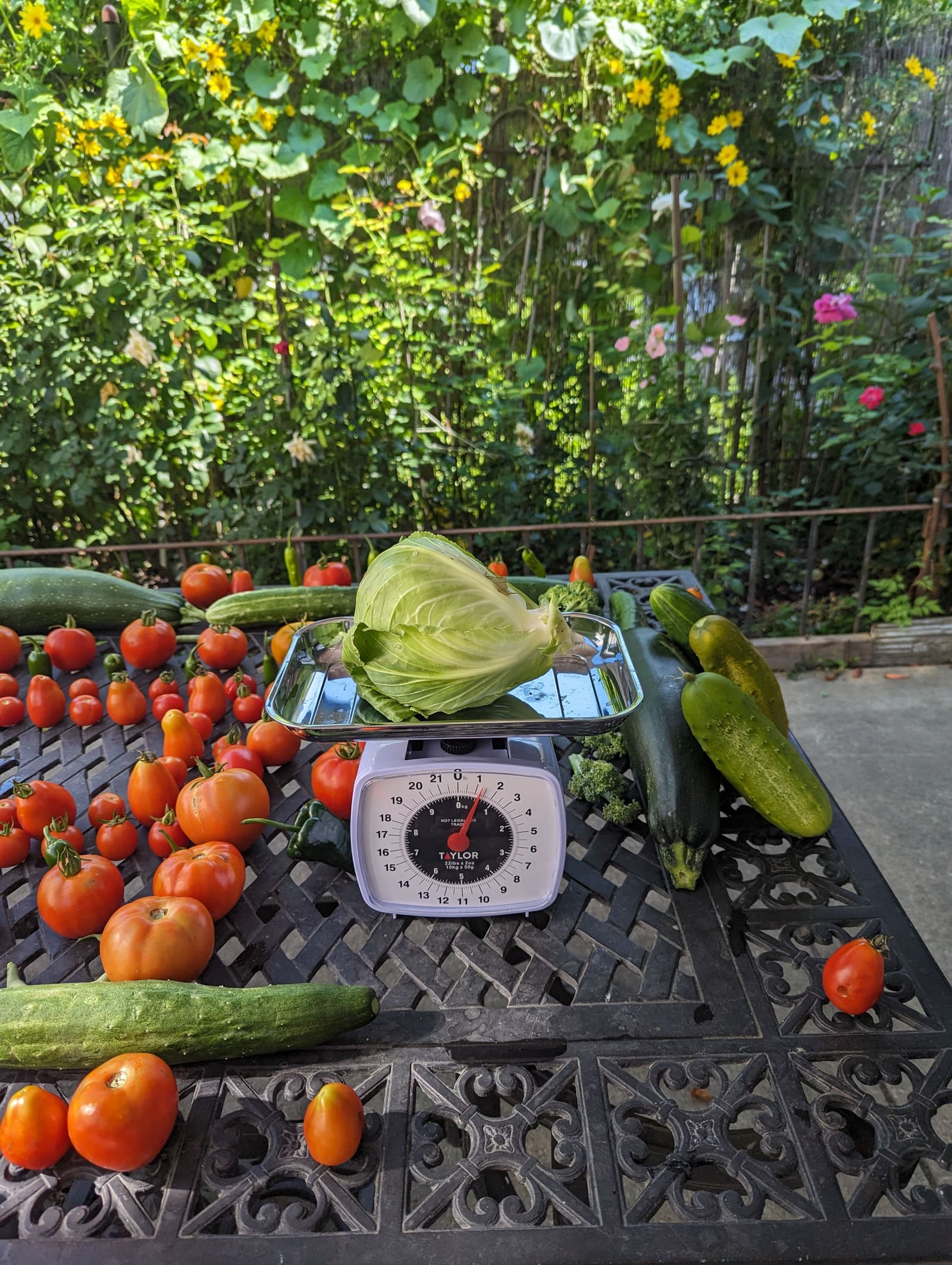 The week's harvest arranged on the table, with the scale in frame. August 2023.