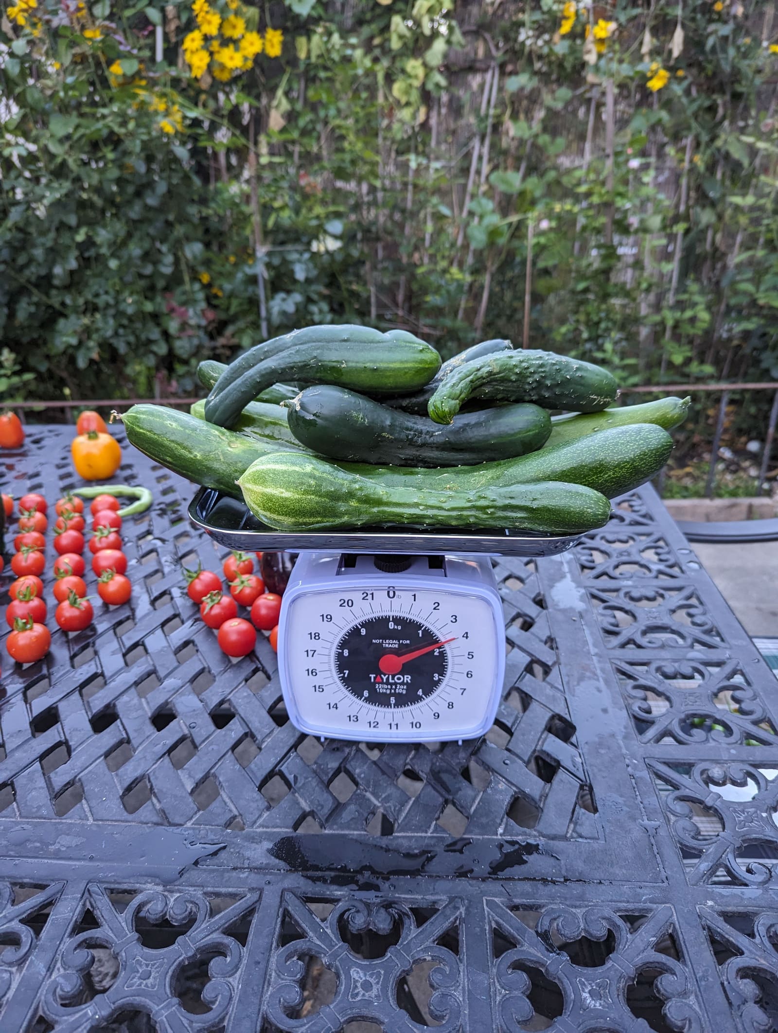 The week's harvest arranged on the table, with the scale in frame. September 2023.