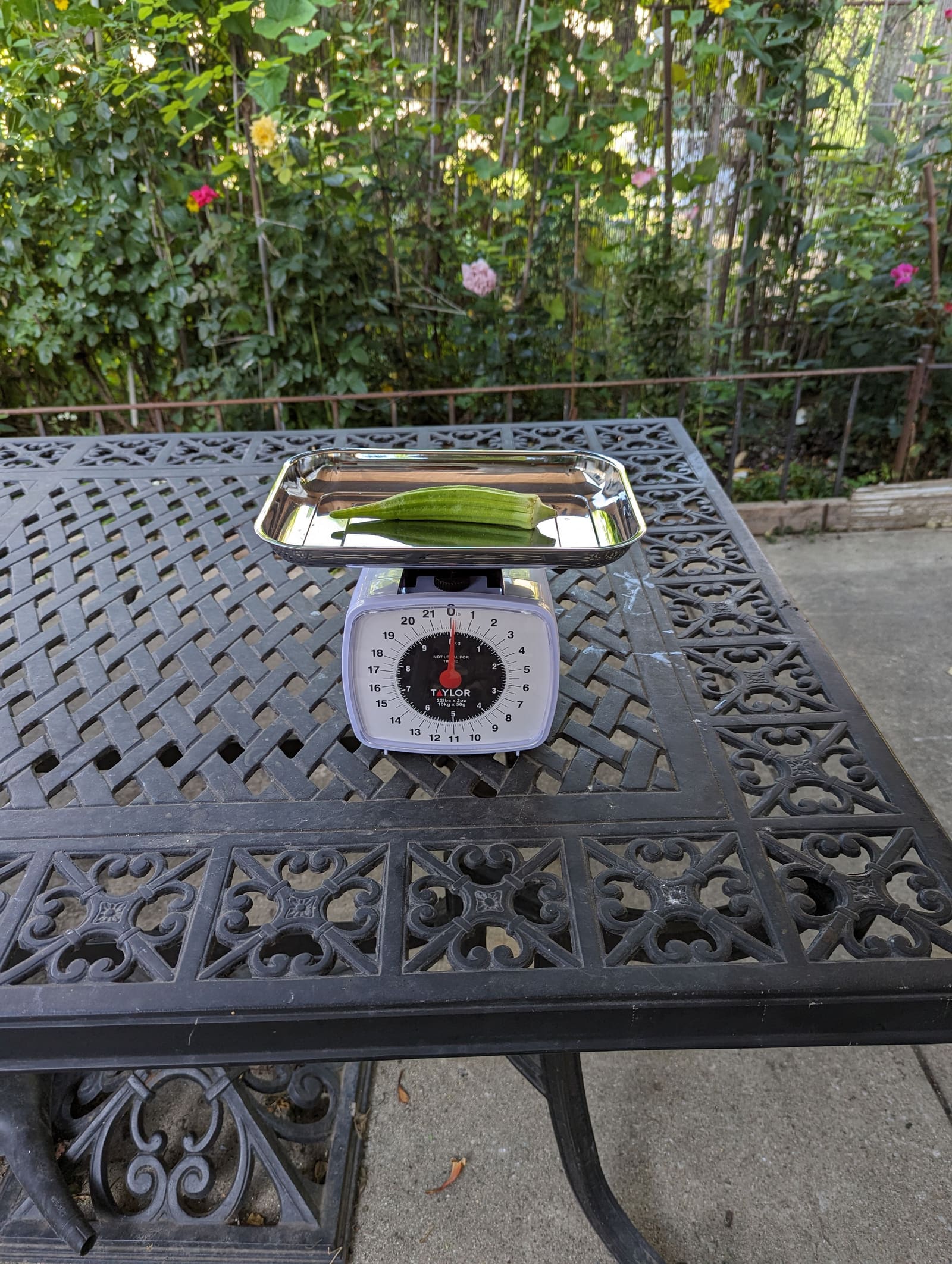 The week's harvest arranged on the table, with the scale in frame. August 2023.
