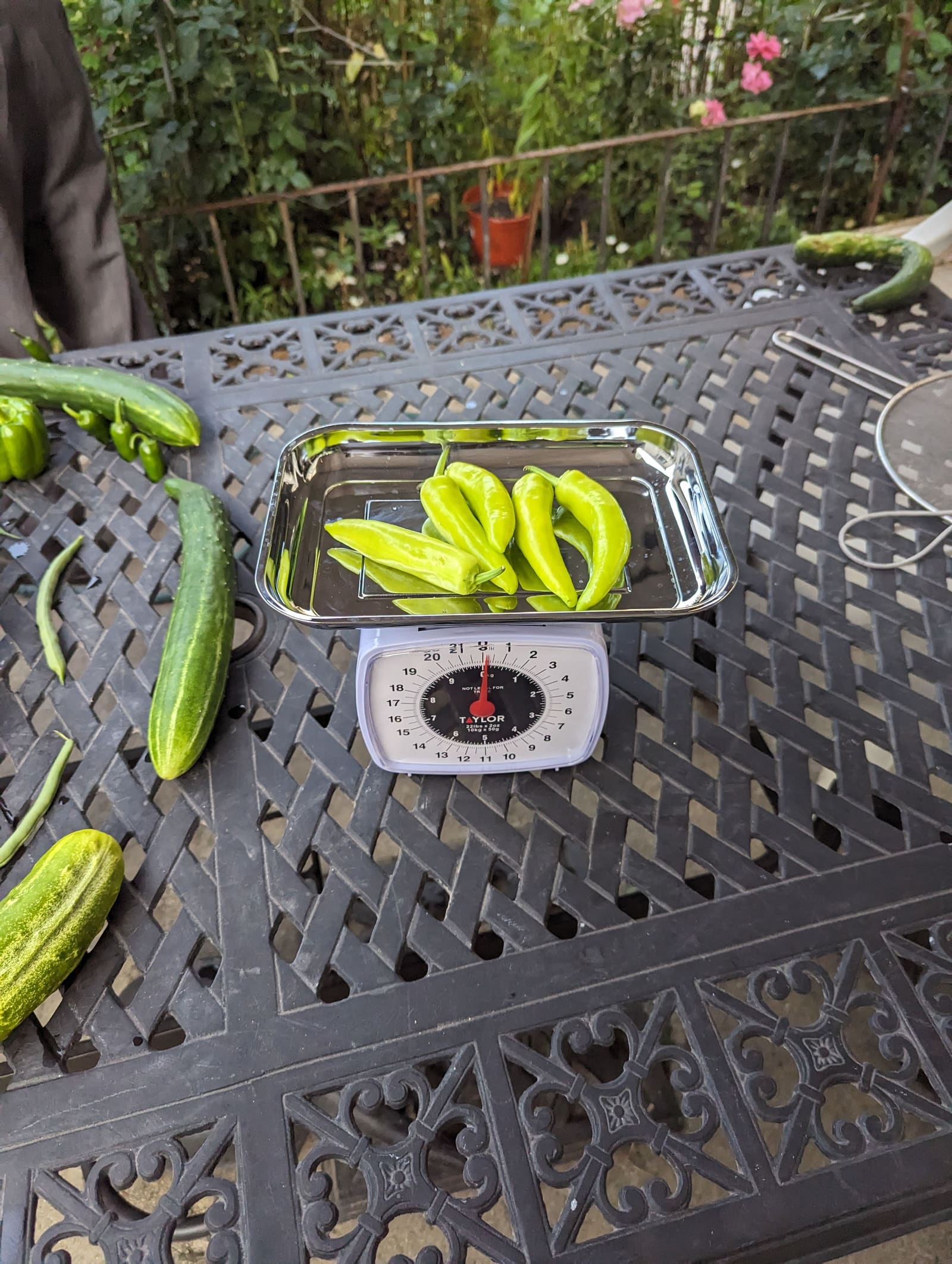 The week's harvest arranged on the table, with the scale in frame. July 2023.