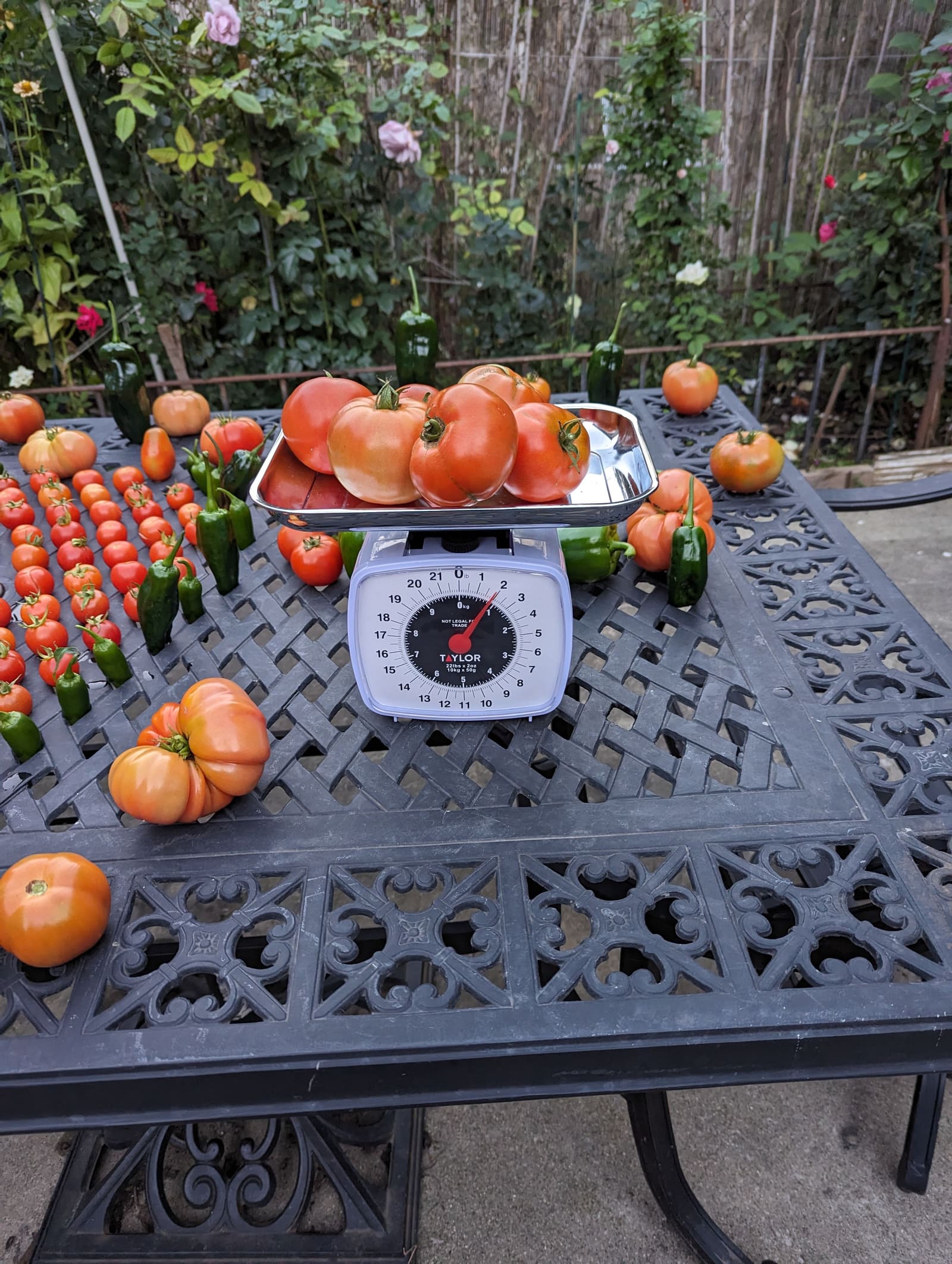 The week's harvest arranged on the table, with the scale in frame. October 2023.
