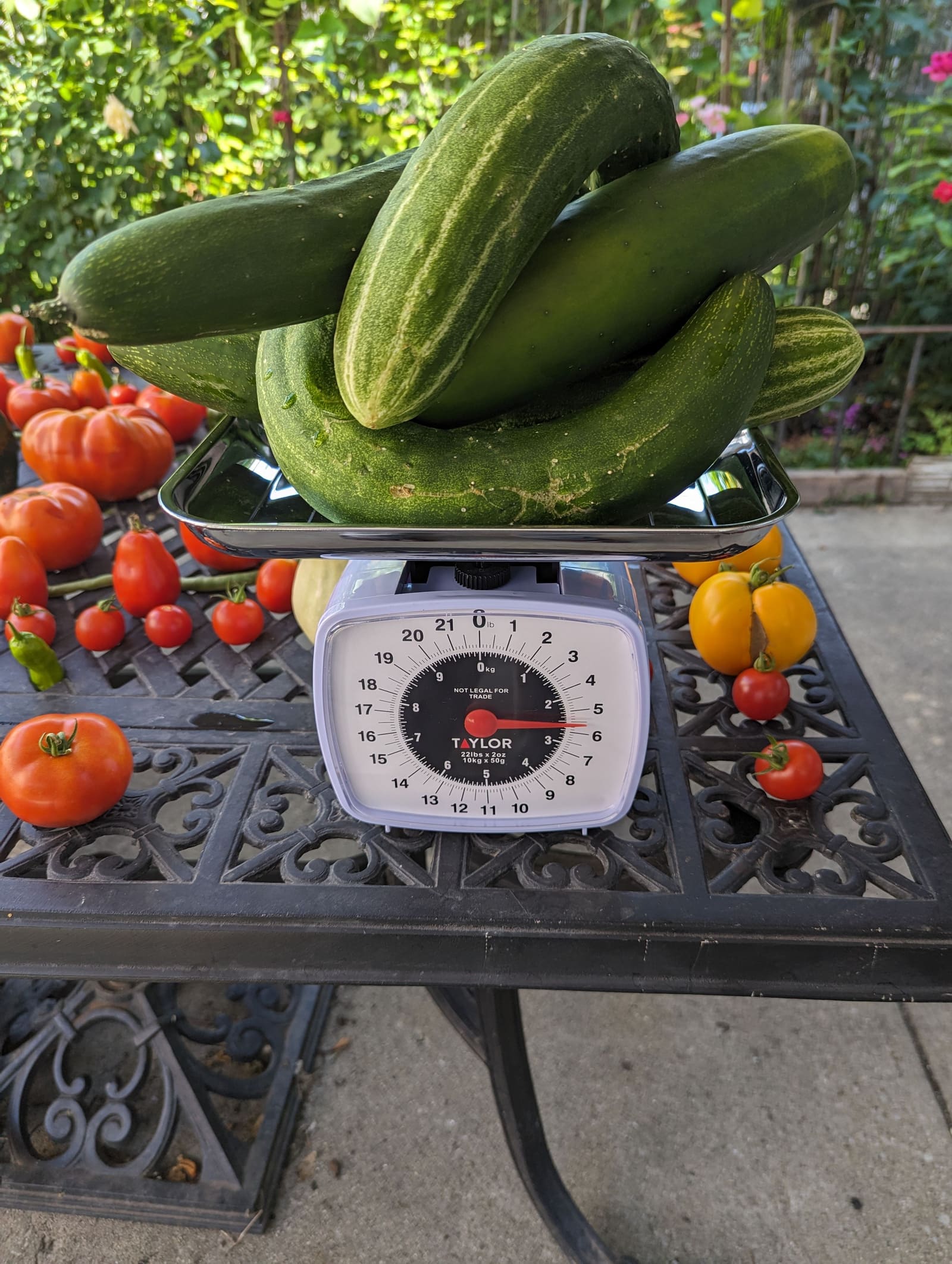 The week's harvest arranged on the table, with the scale in frame. August 2023.