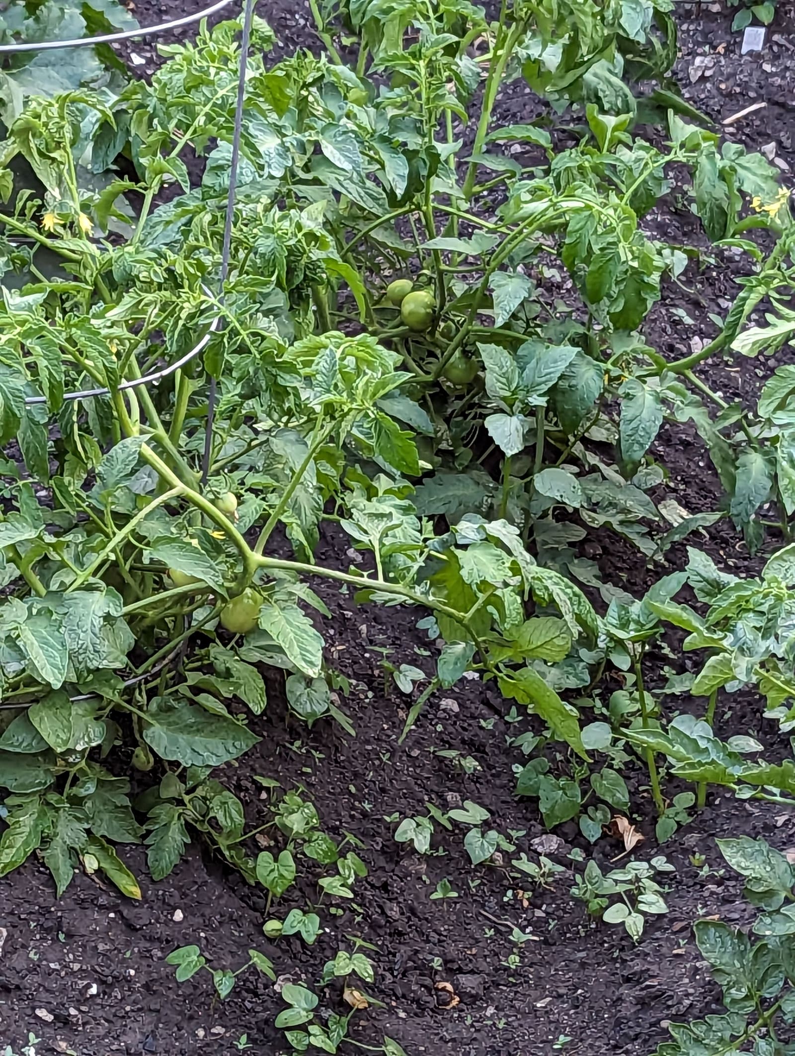 Growing on the ridge. June 2023.