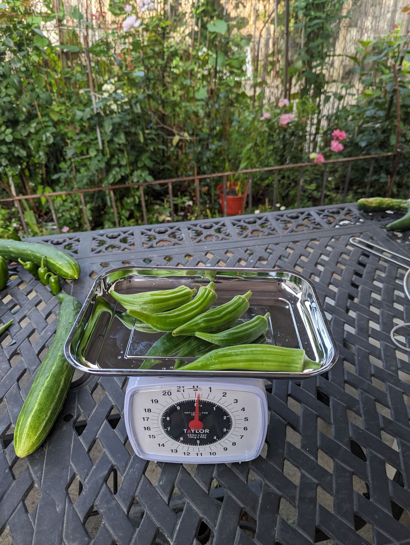 The week's harvest arranged on the table, with the scale in frame. July 2023.