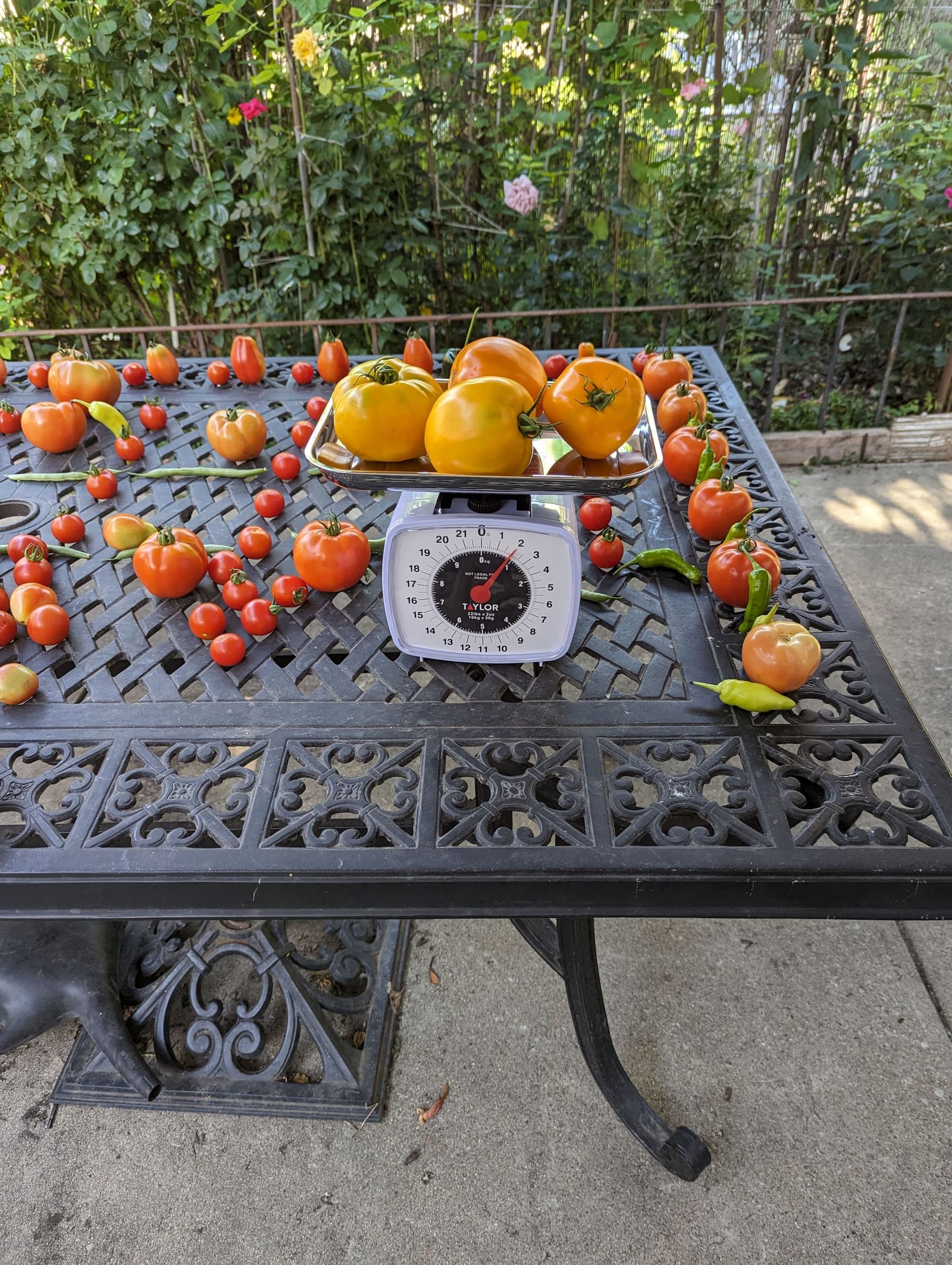 The week's harvest arranged on the table, with the scale in frame. August 2023.