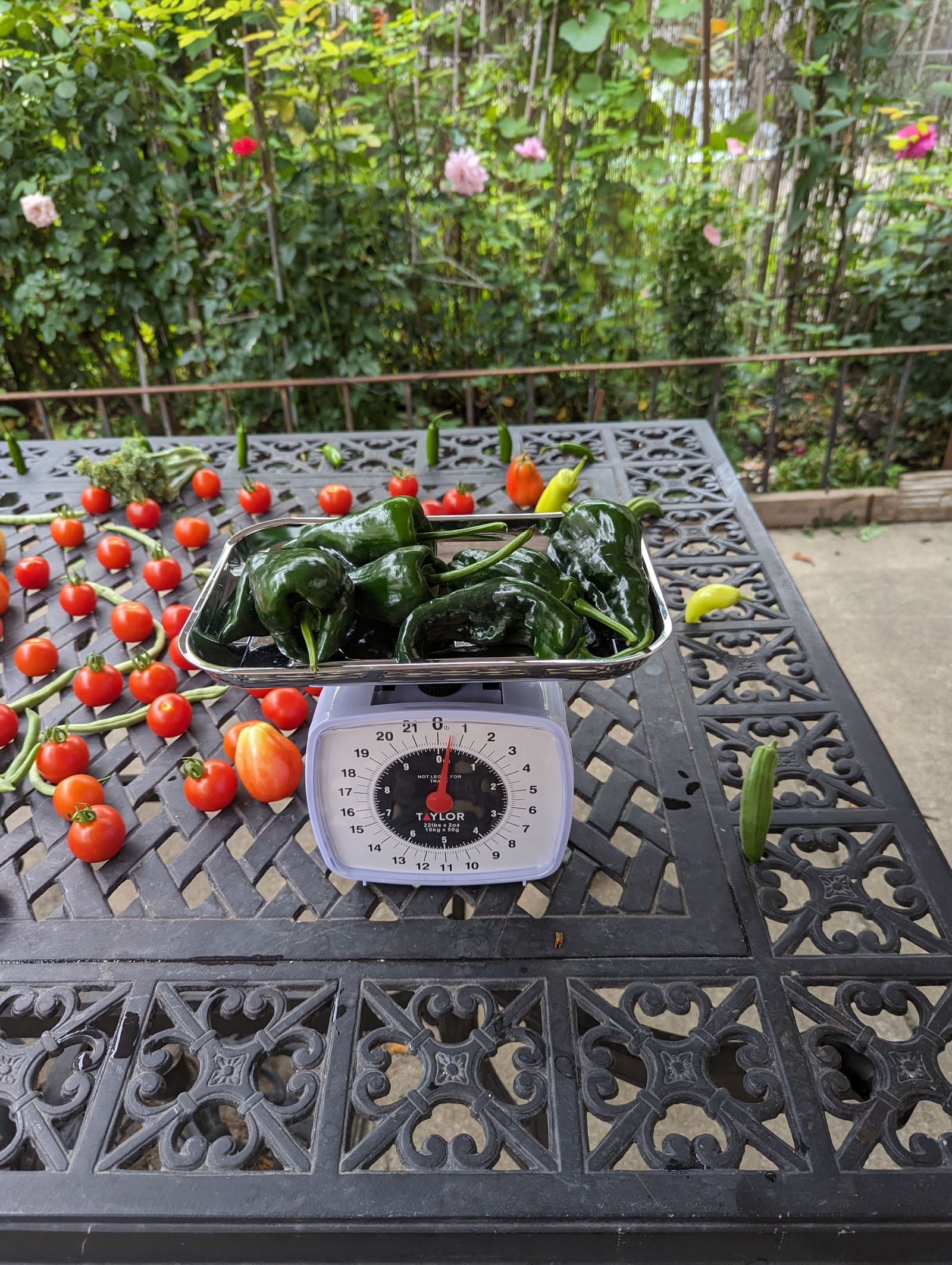 The week's harvest arranged on the table, with the scale in frame. August 2023.
