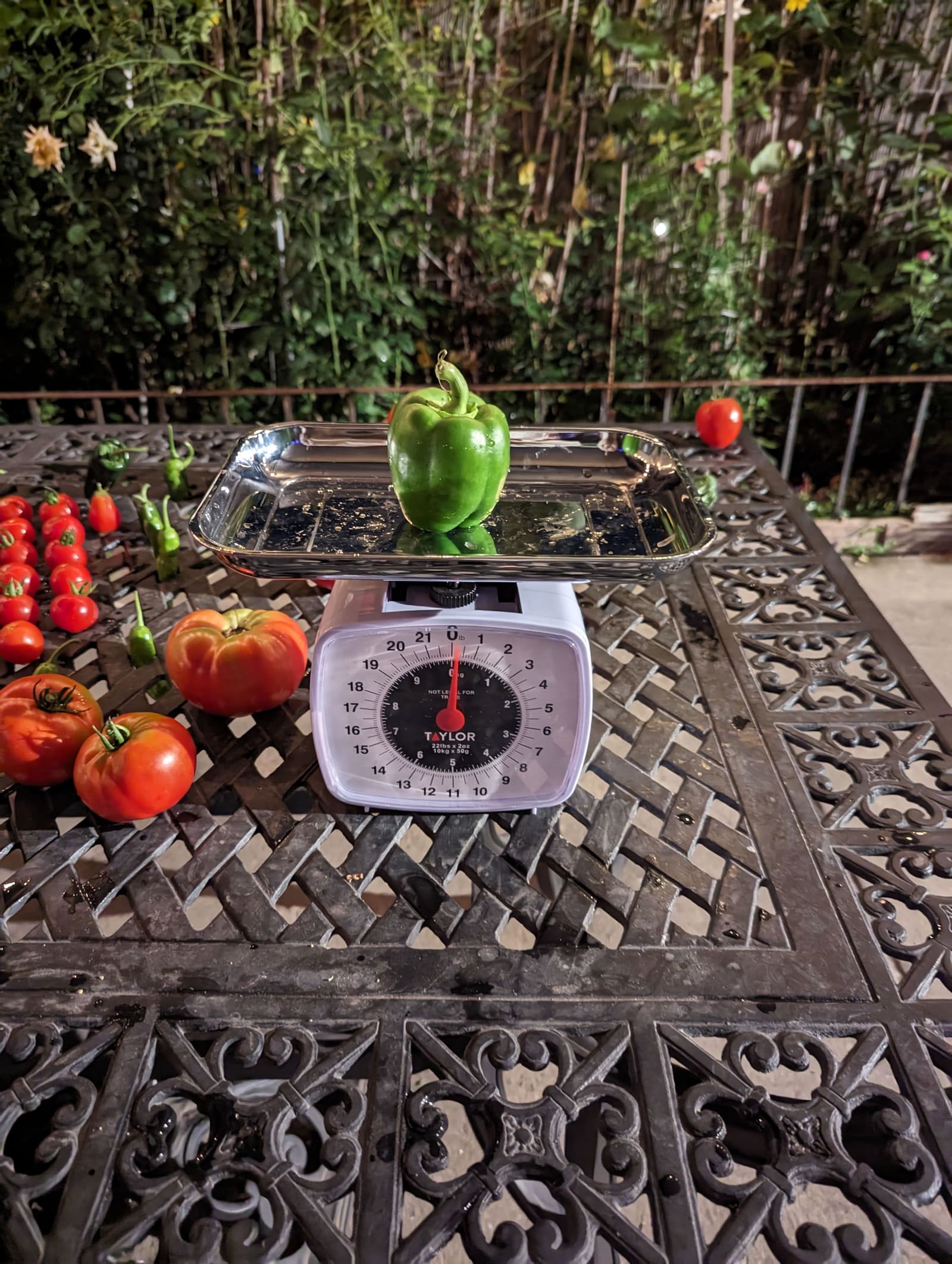 The week's harvest arranged on the table, with the scale in frame. September 2023.