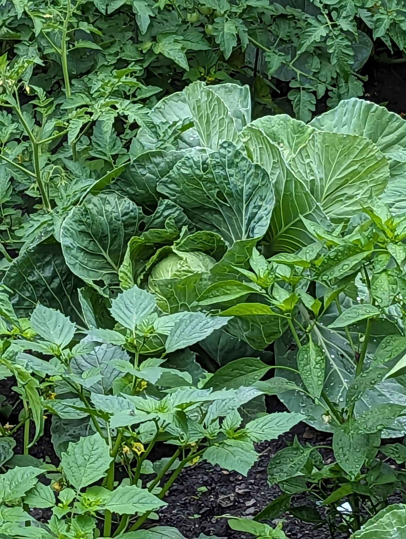 Growing on the ridge. July 2023.