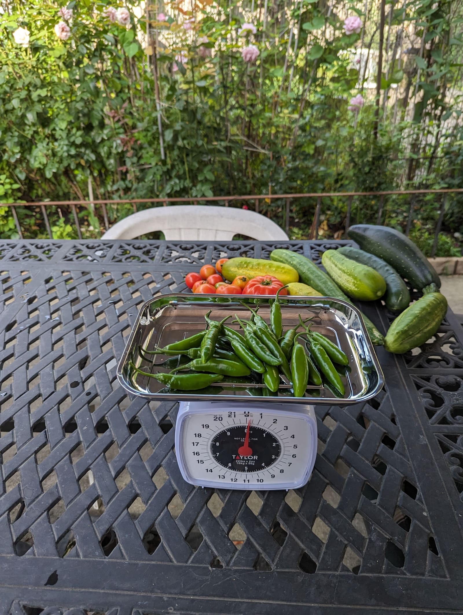 The week's harvest arranged on the table, with the scale in frame. August 2023.