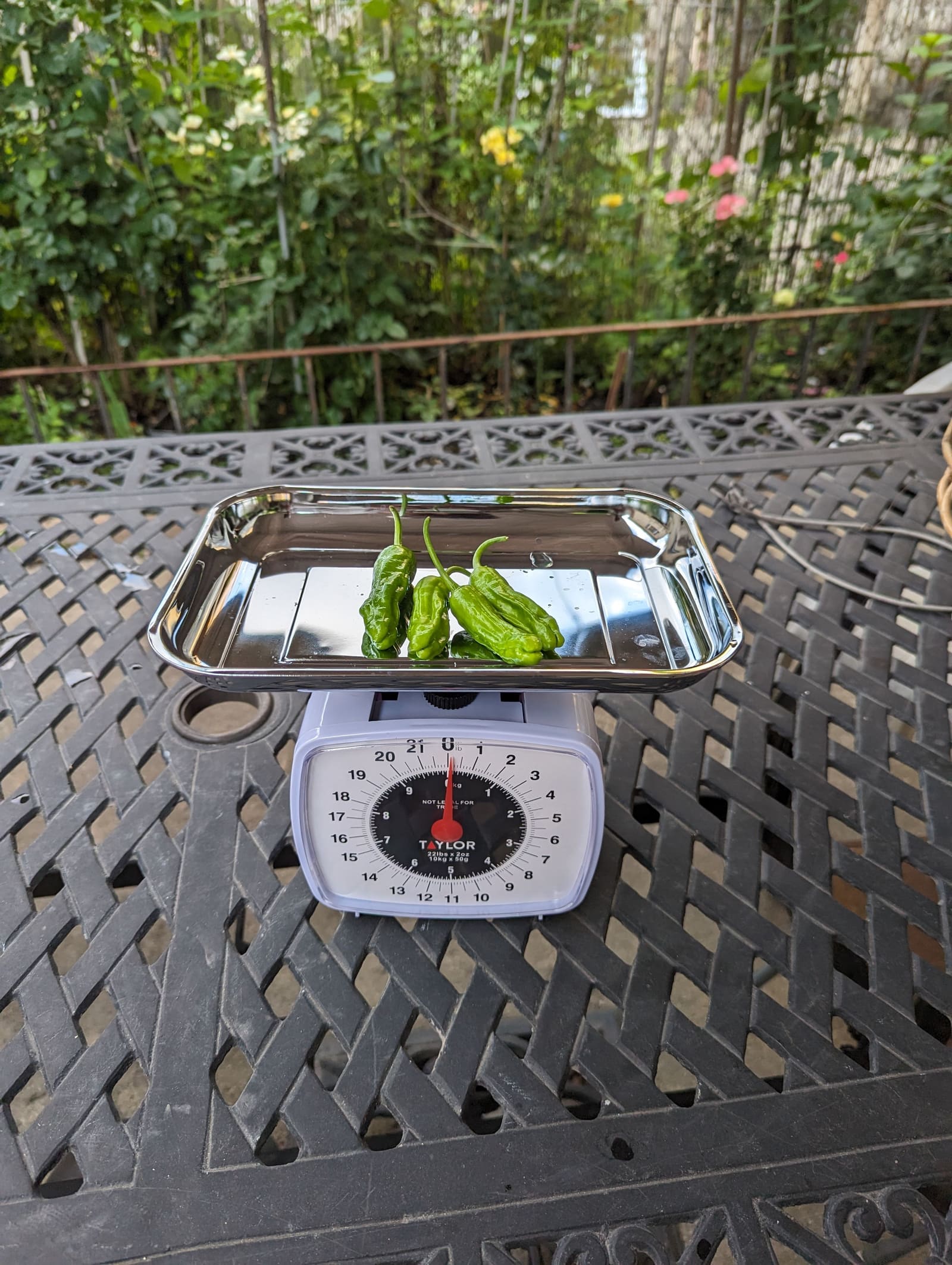 The week's harvest arranged on the table, with the scale in frame. July 2023.