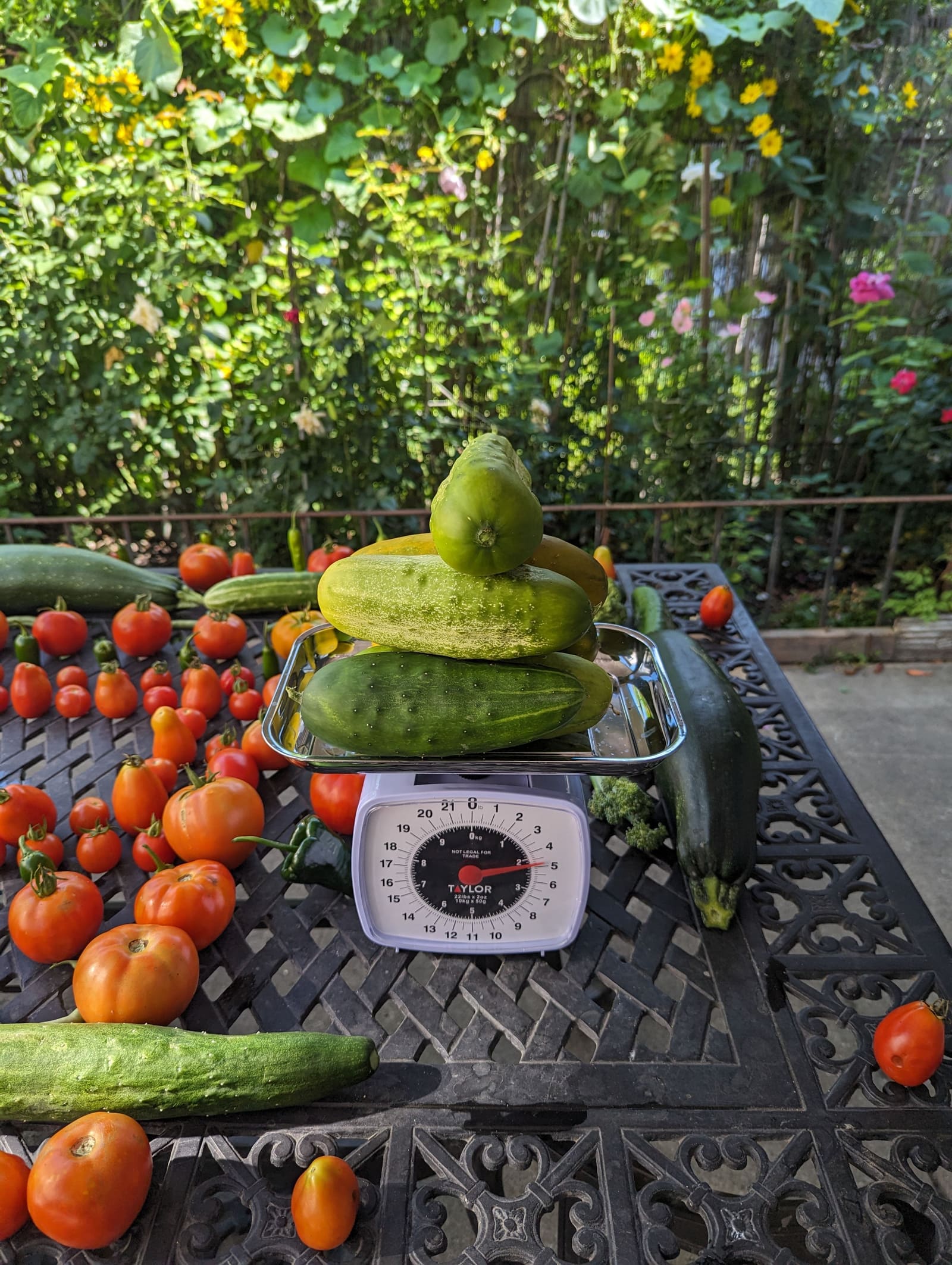 The week's harvest arranged on the table, with the scale in frame. August 2023.