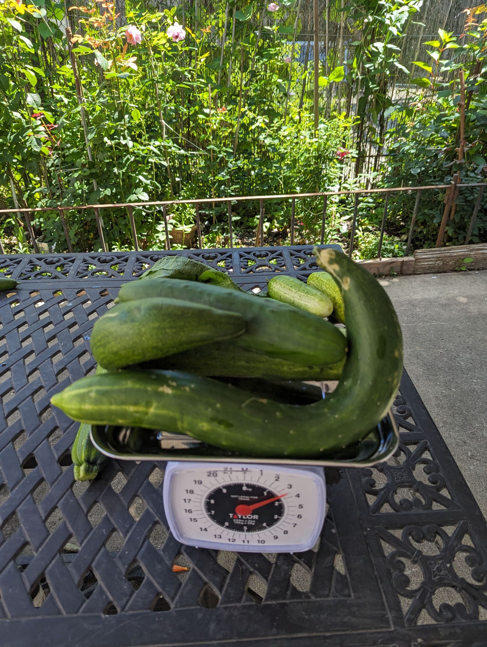 The week's harvest arranged on the table, with the scale in frame. July 2023.