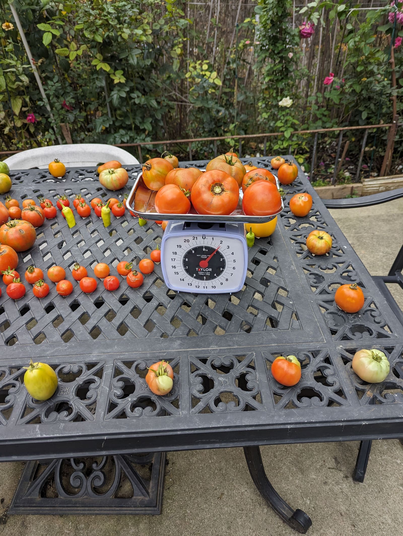 The week's harvest arranged on the table, with the scale in frame. October 2023.