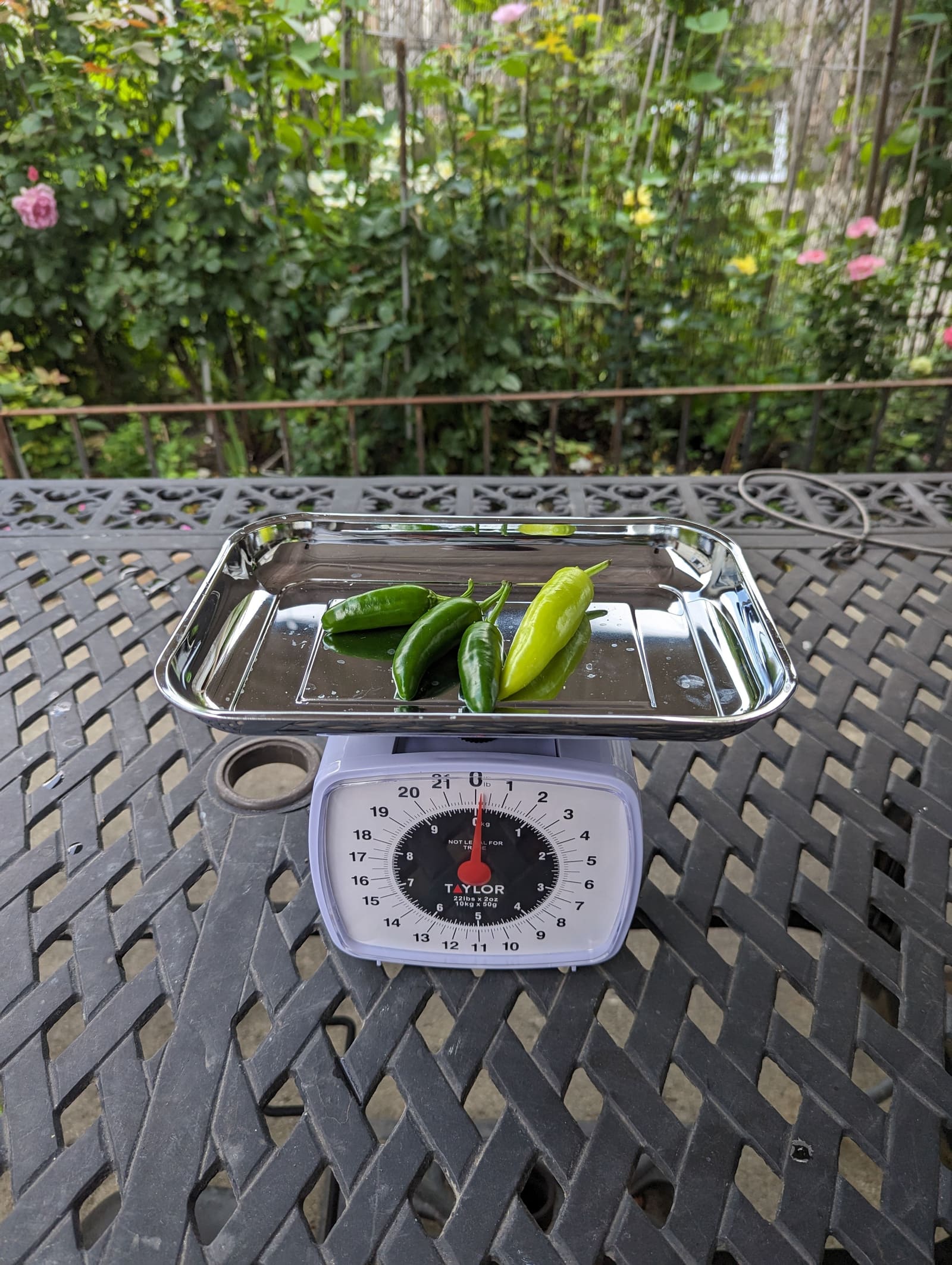 The week's harvest arranged on the table, with the scale in frame. July 2023.