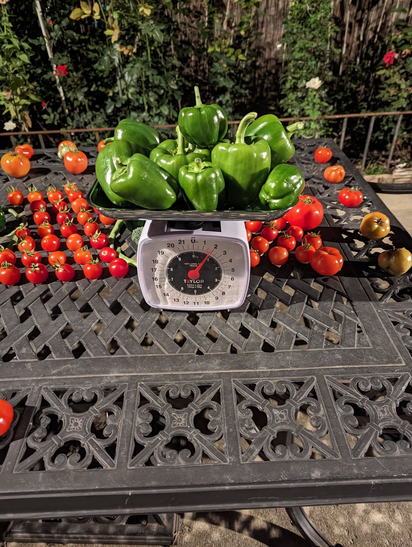 The week's harvest arranged on the table, with the scale in frame. October 2023.