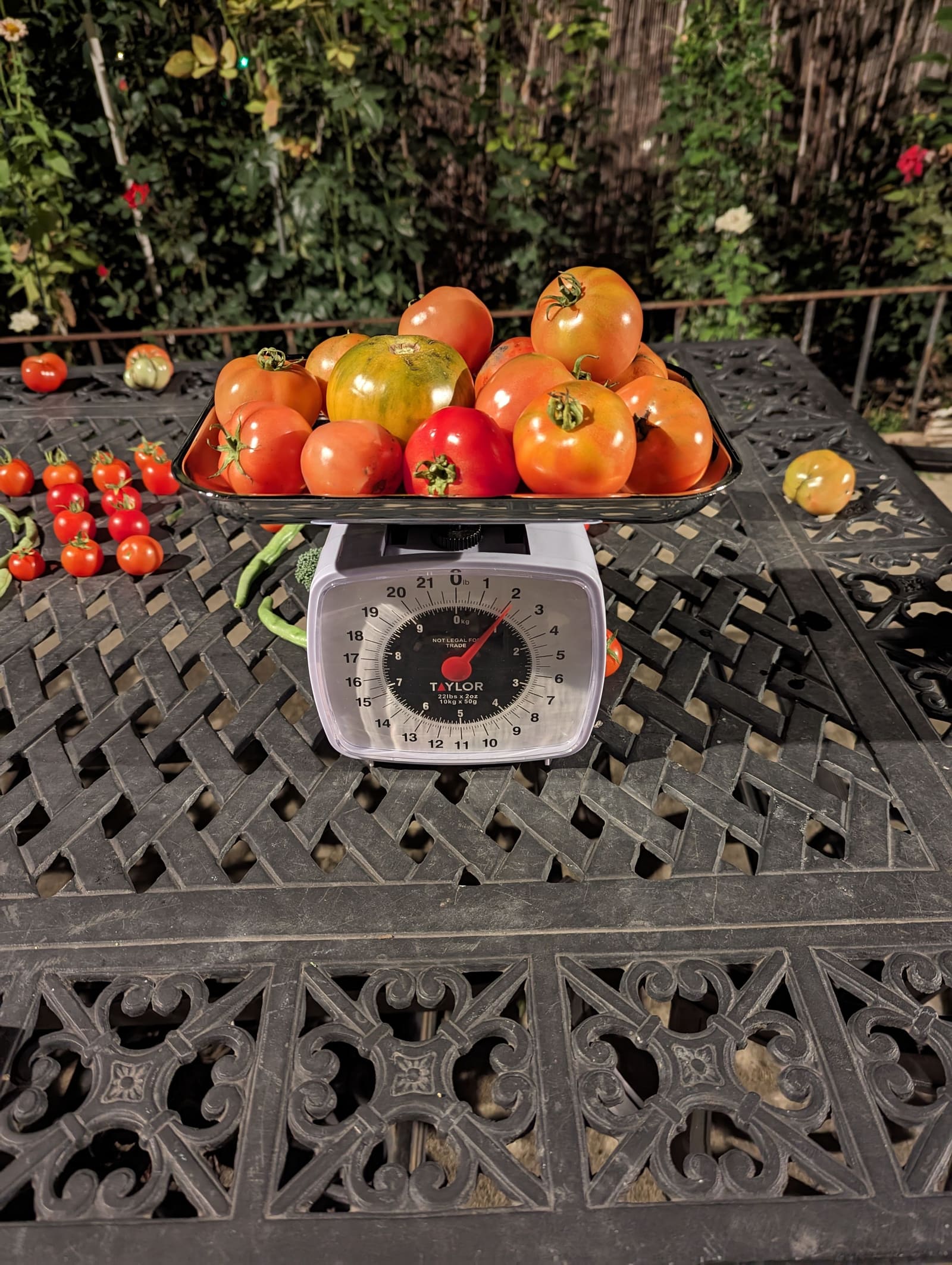 The week's harvest arranged on the table, with the scale in frame. October 2023.
