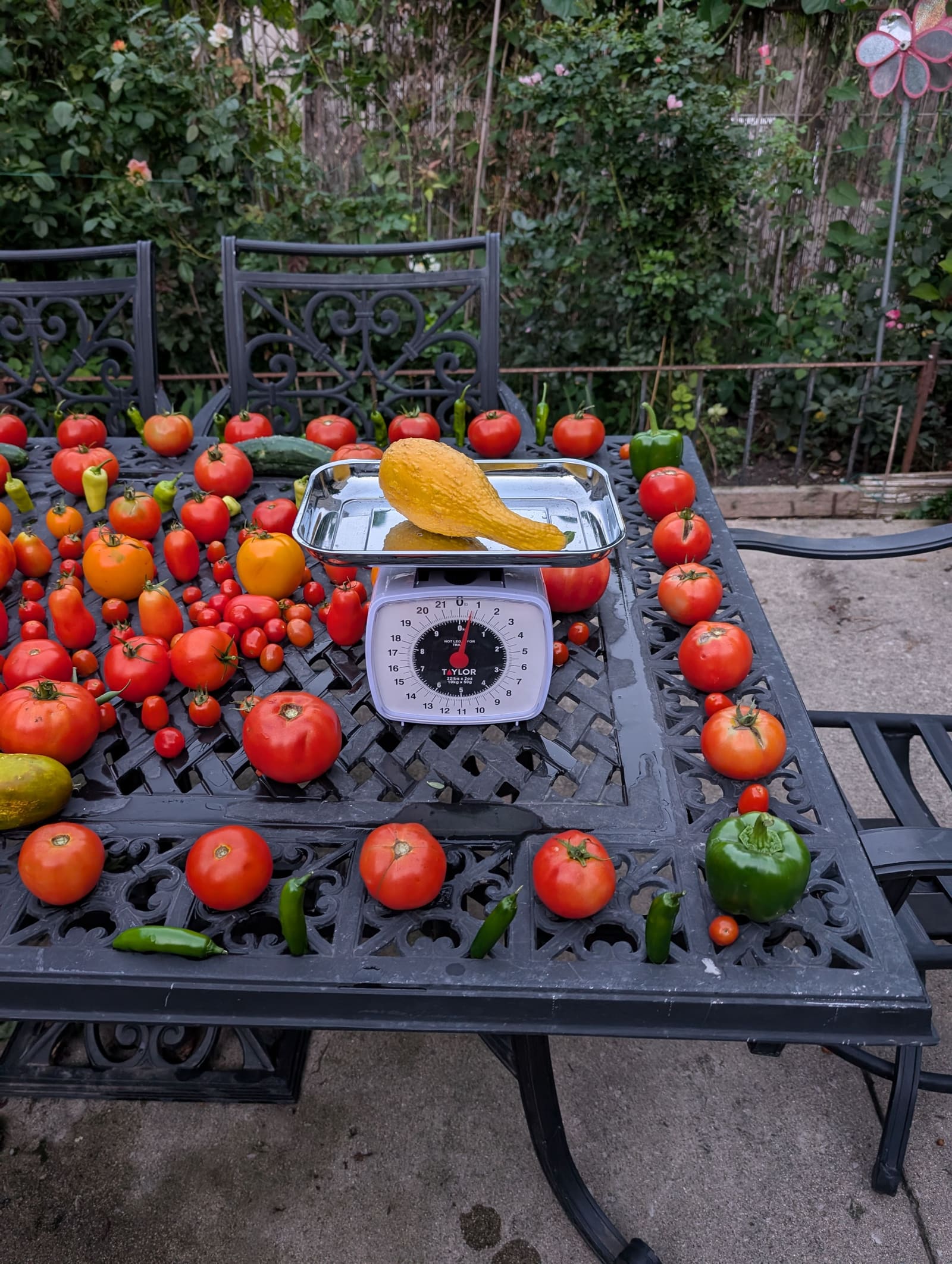 The week's harvest arranged on the table, with the scale in frame. August 2024.