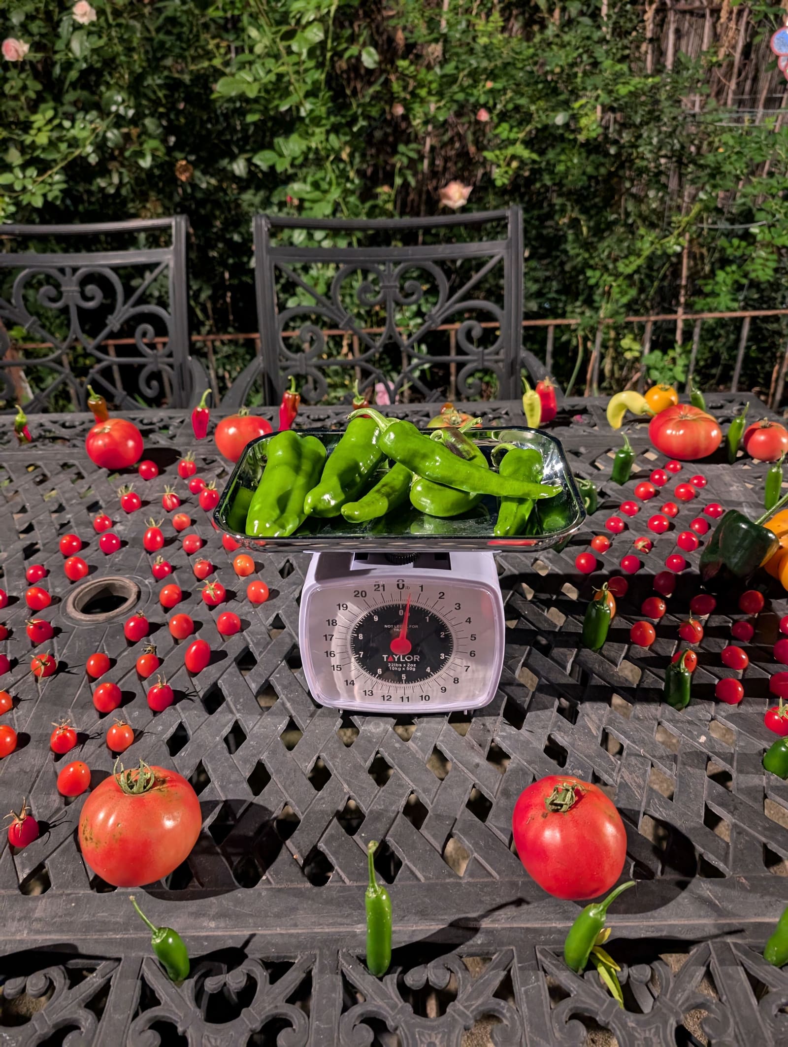 The week's harvest arranged on the table, with the scale in frame. October 2024.