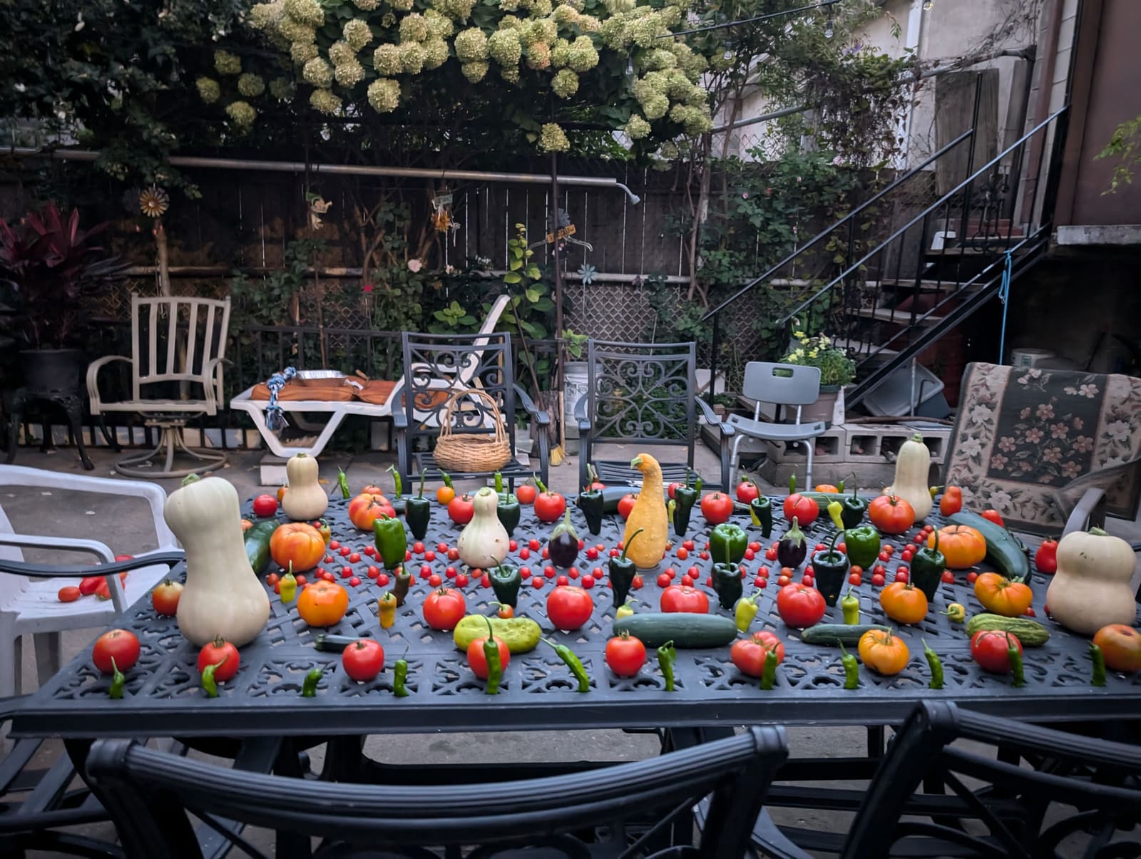 The week's harvest arranged on the table. September 2024.