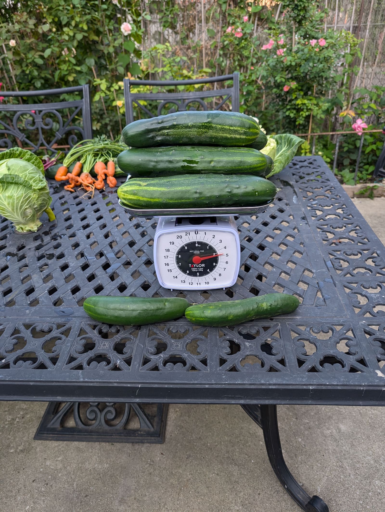The week's harvest arranged on the table, with the scale in frame. July 2024.