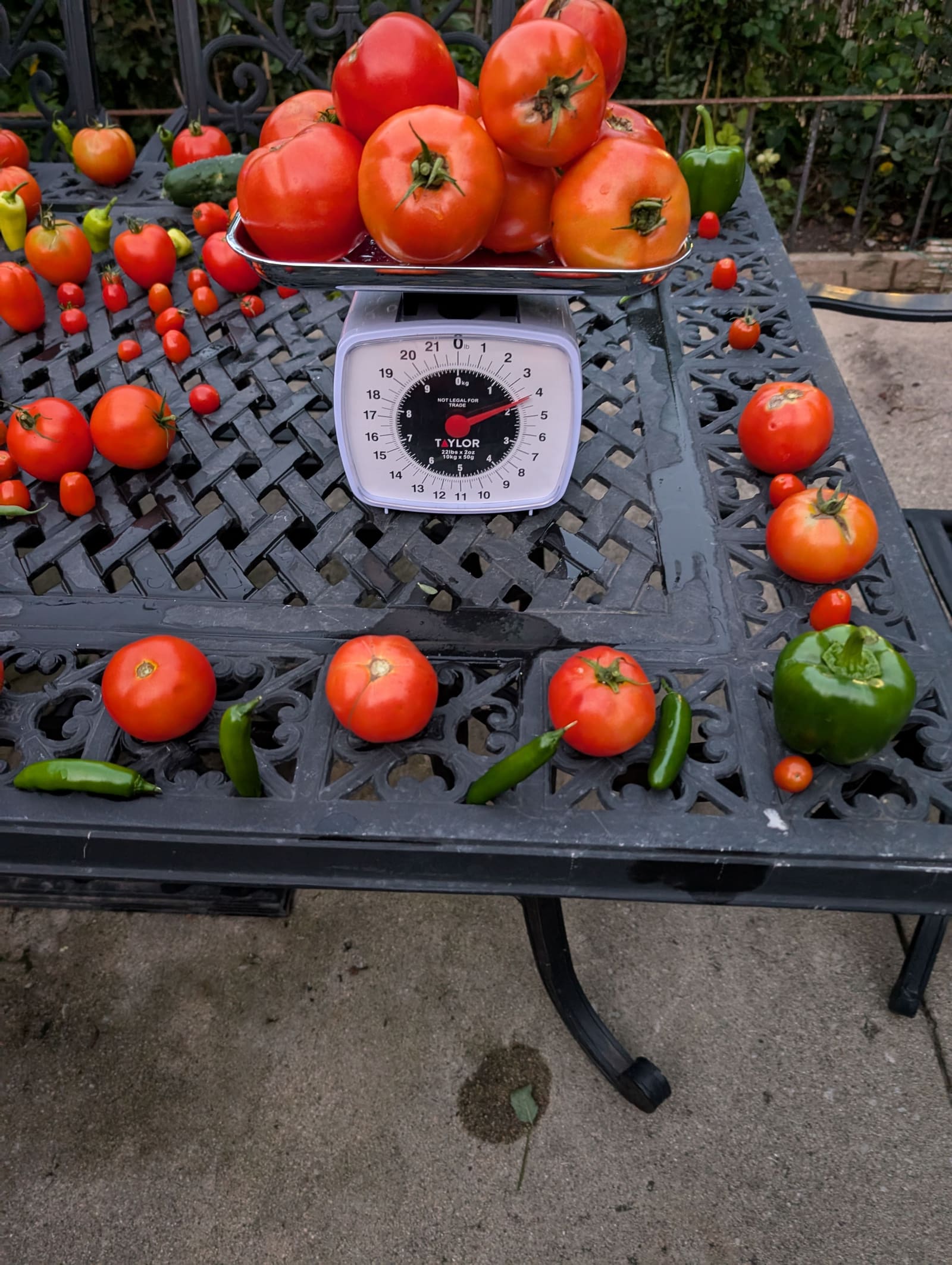The week's harvest arranged on the table, with the scale in frame. August 2024.