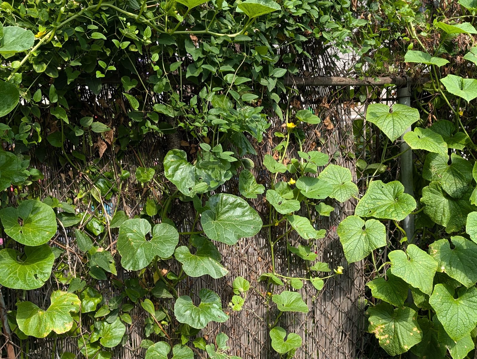 Growing on the ridge. July 2024.