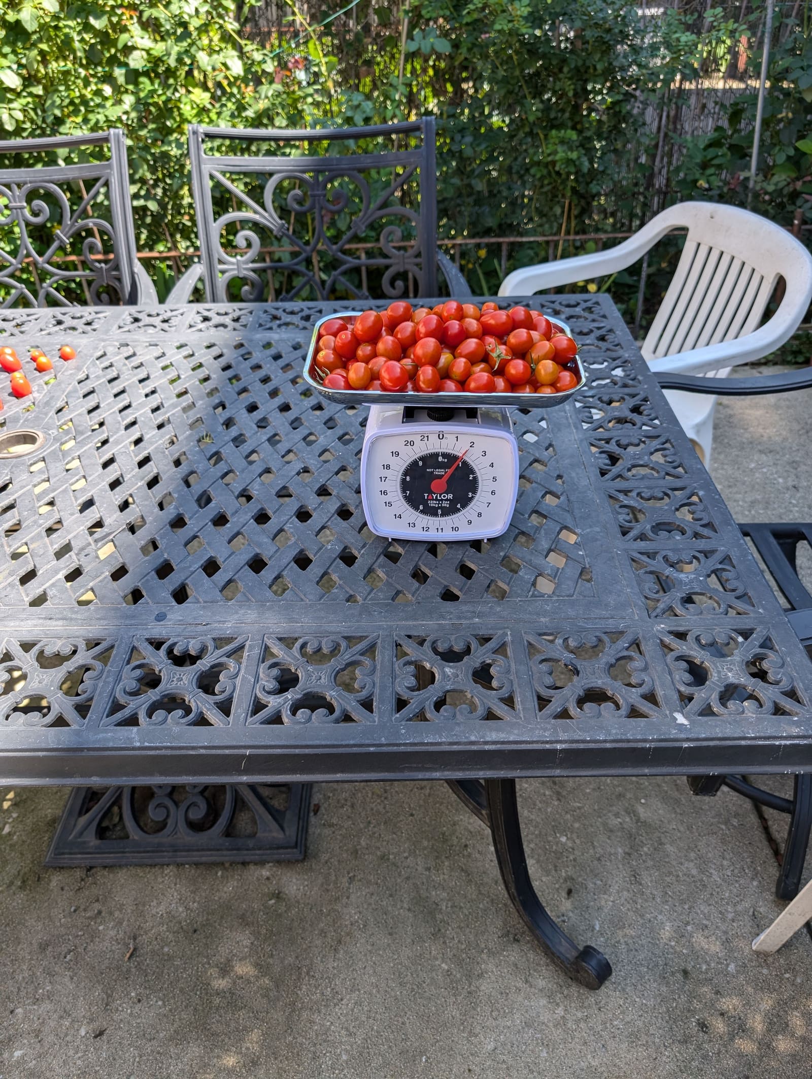 The week's harvest arranged on the table, with the scale in frame. August 2024.