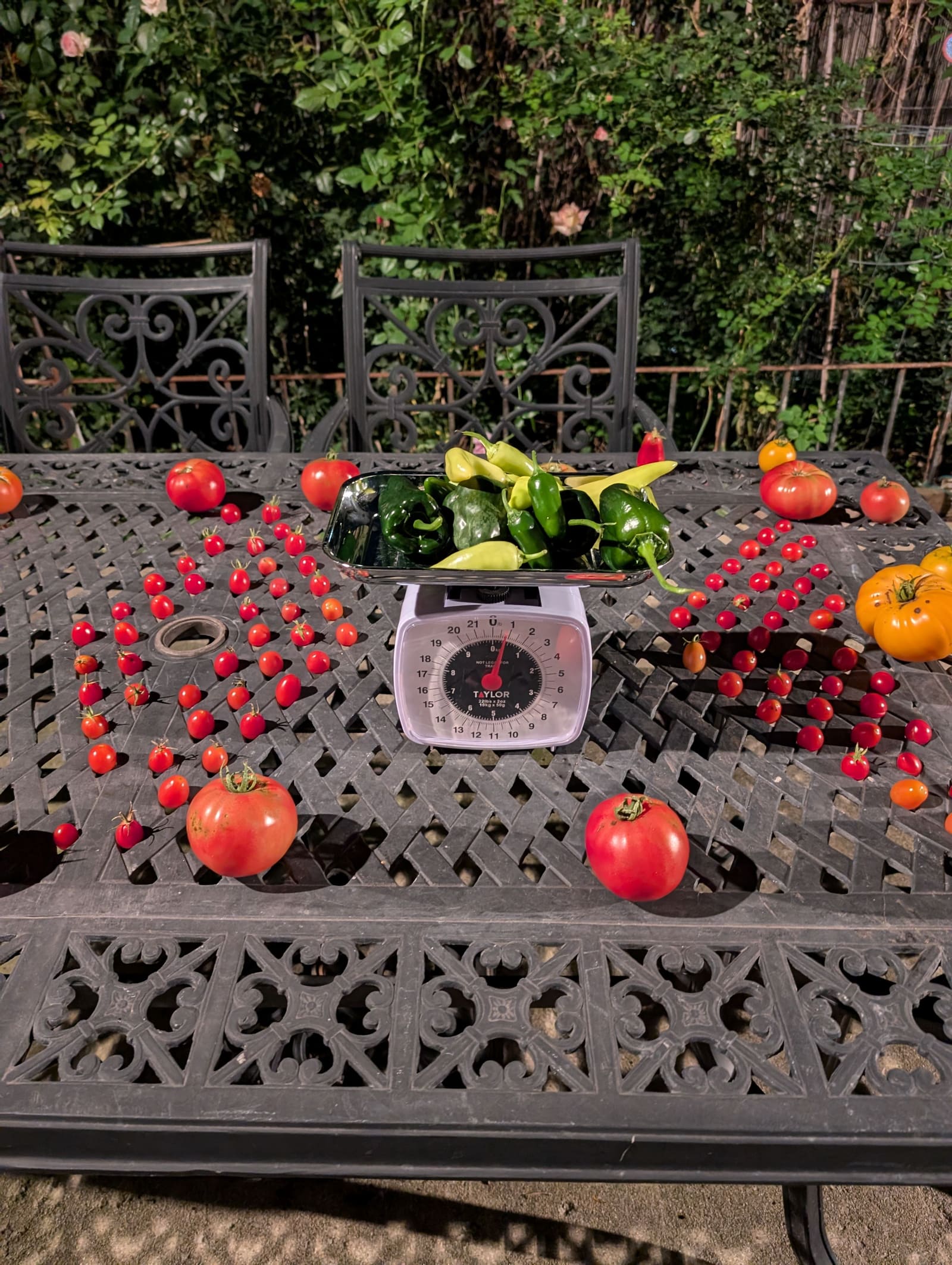 The week's harvest arranged on the table, with the scale in frame. October 2024.