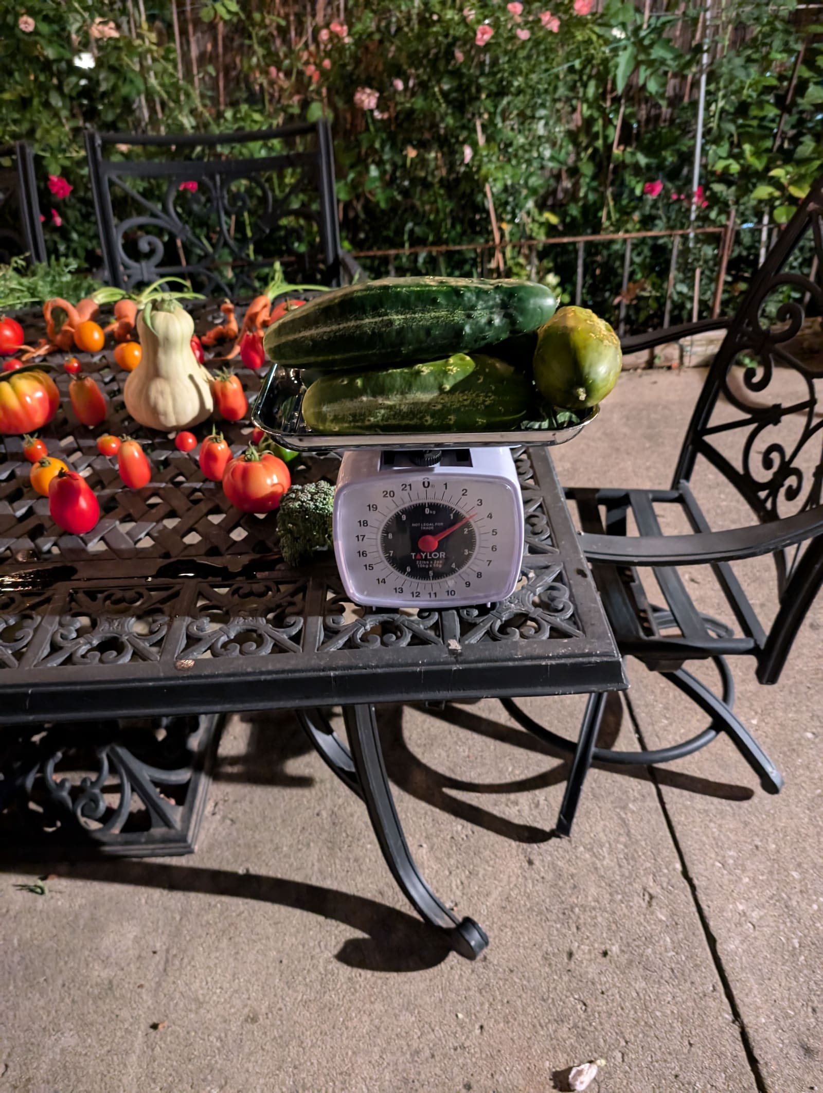 The week's harvest arranged on the table, with the scale in frame. August 2024.