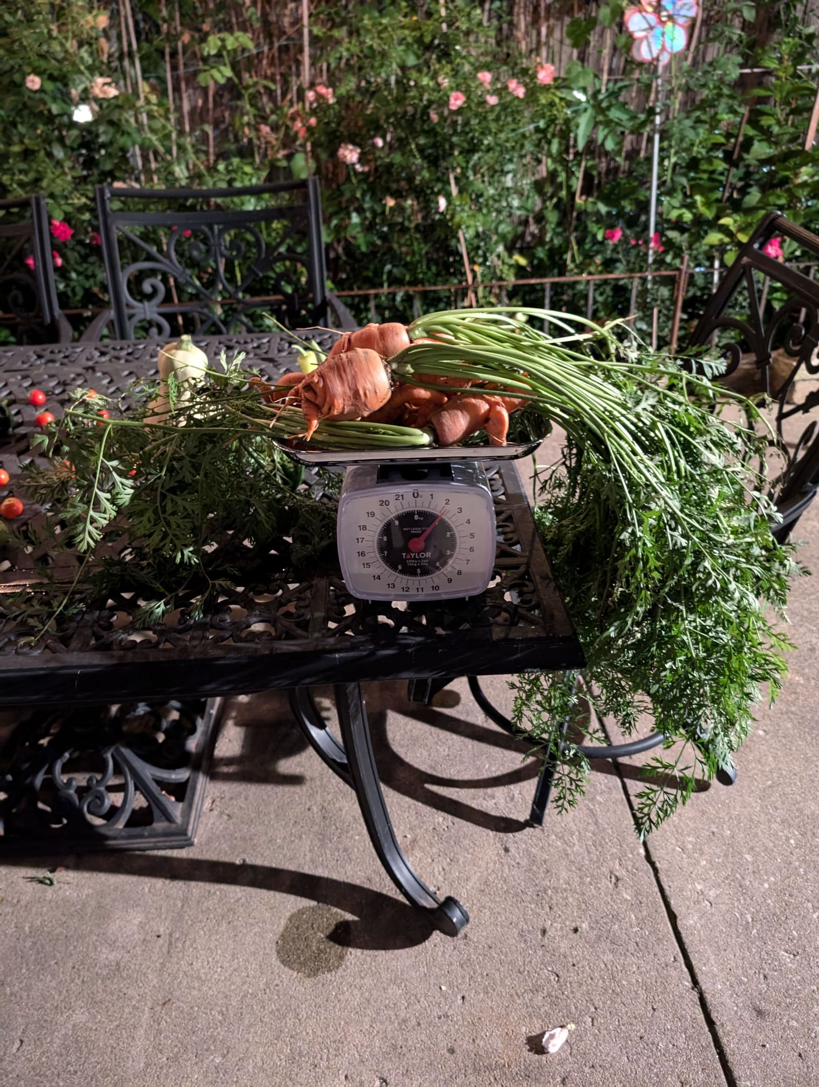 The week's harvest arranged on the table, with the scale in frame. August 2024.