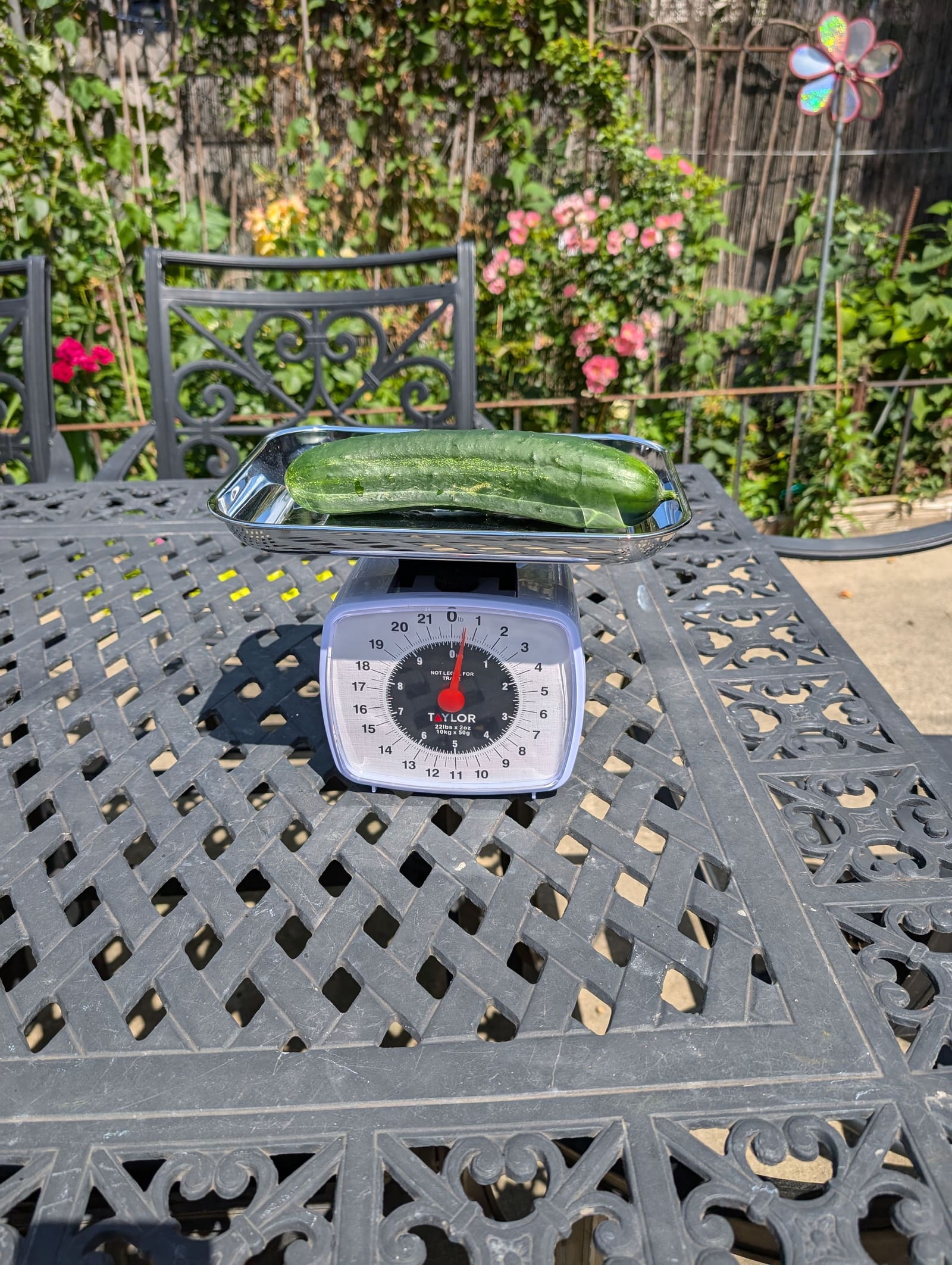 The week's harvest arranged on the table, with the scale in frame. June 2024.