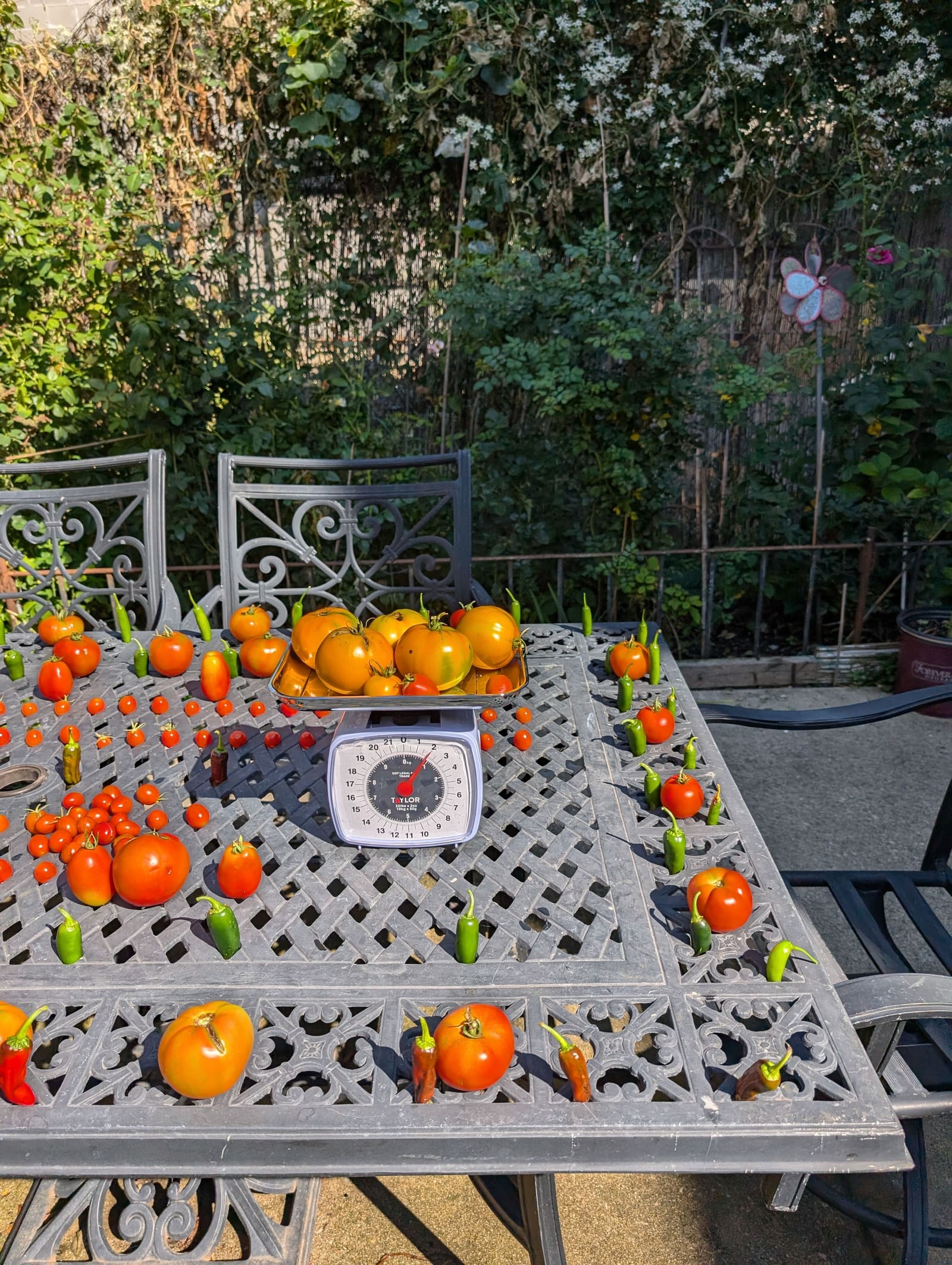 The week's harvest arranged on the table, with the scale in frame. September 2024.
