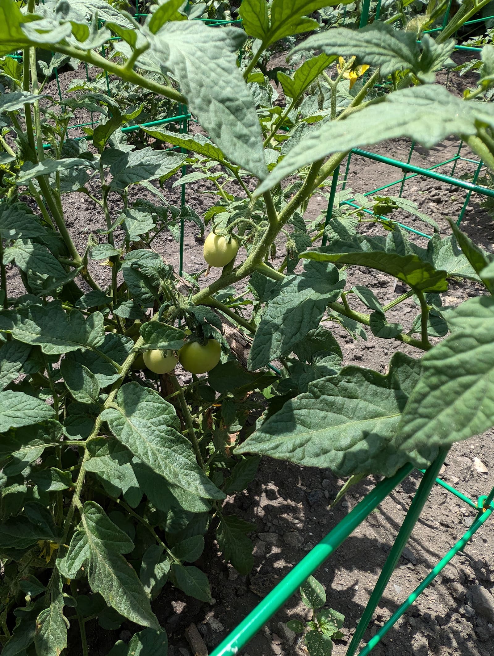 Growing on the ridge. June 2024.