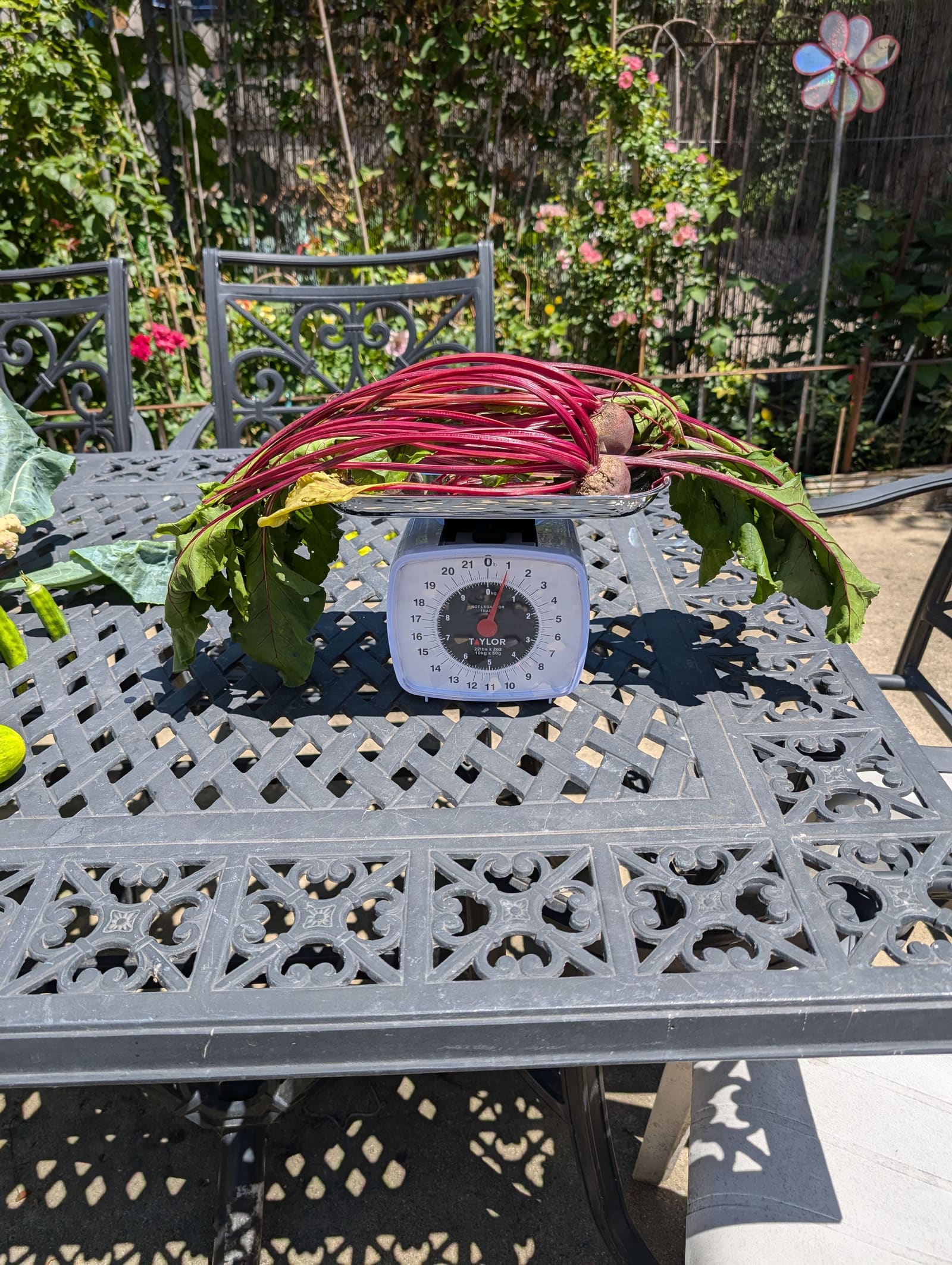 The week's harvest arranged on the table, with the scale in frame. July 2024.