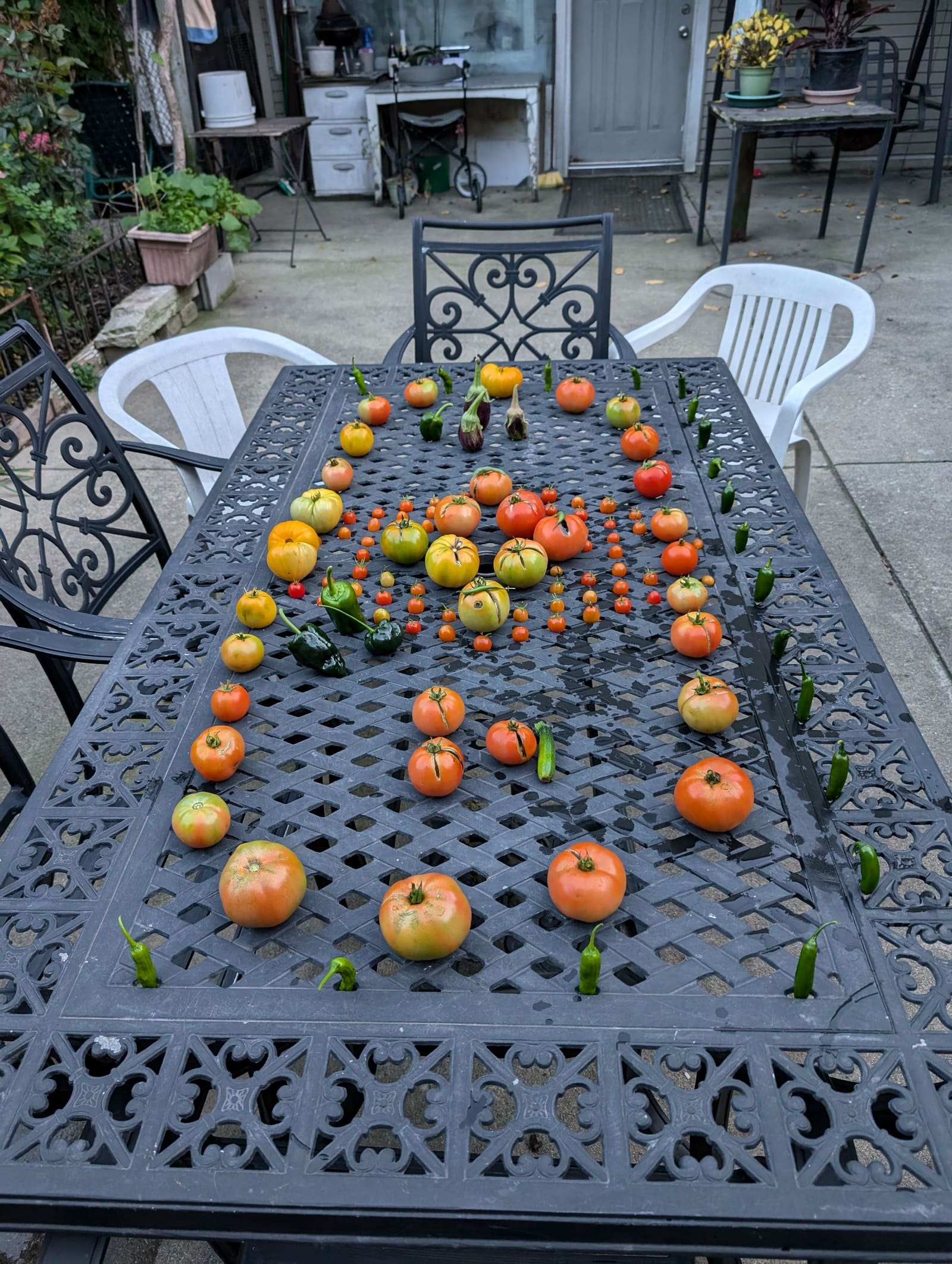 The week's harvest arranged on the table. October 2024.