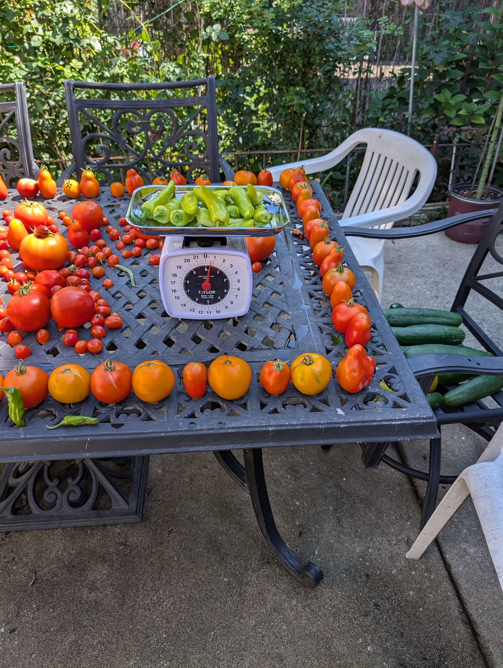 The week's harvest arranged on the table, with the scale in frame. August 2024.
