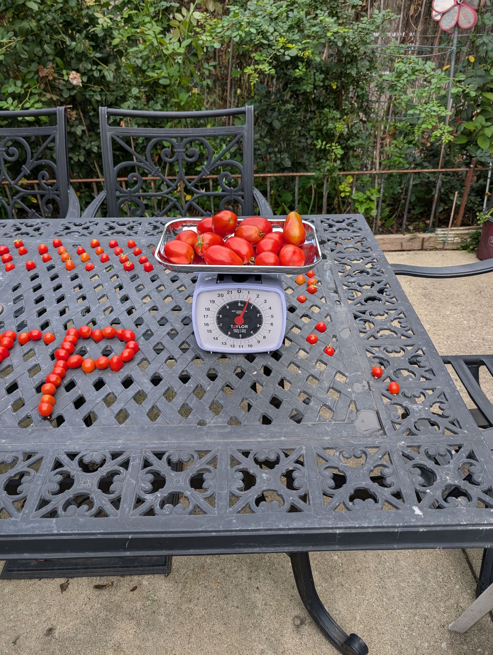 The week's harvest arranged on the table, with the scale in frame. September 2024.