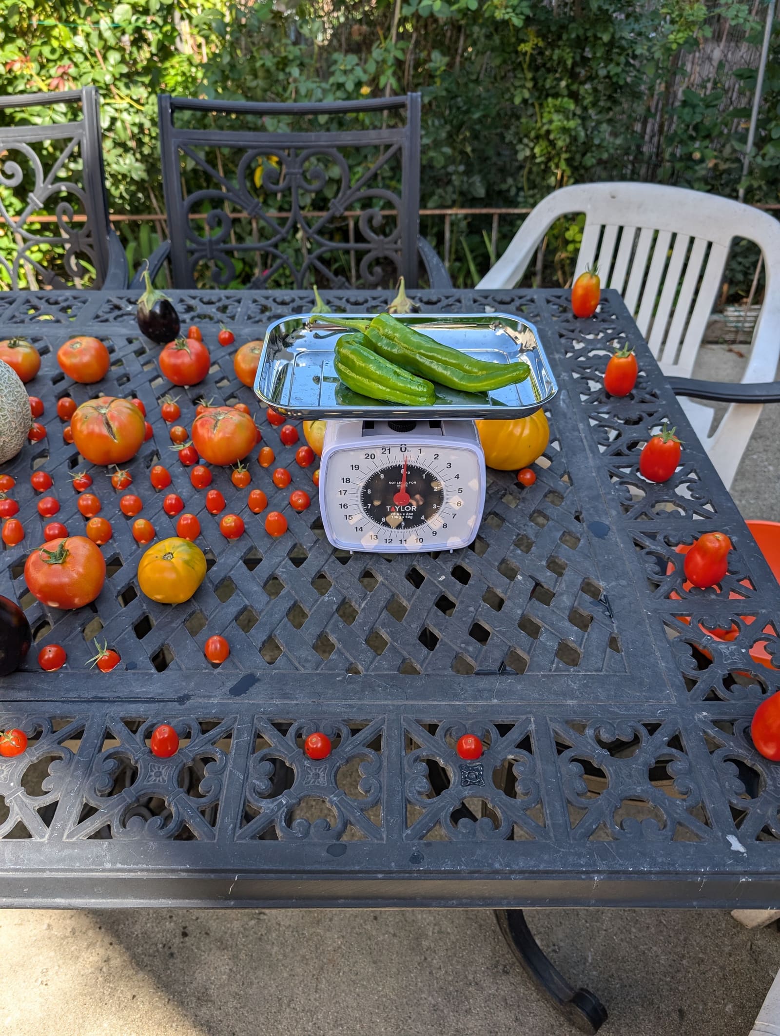 The week's harvest arranged on the table, with the scale in frame. September 2024.