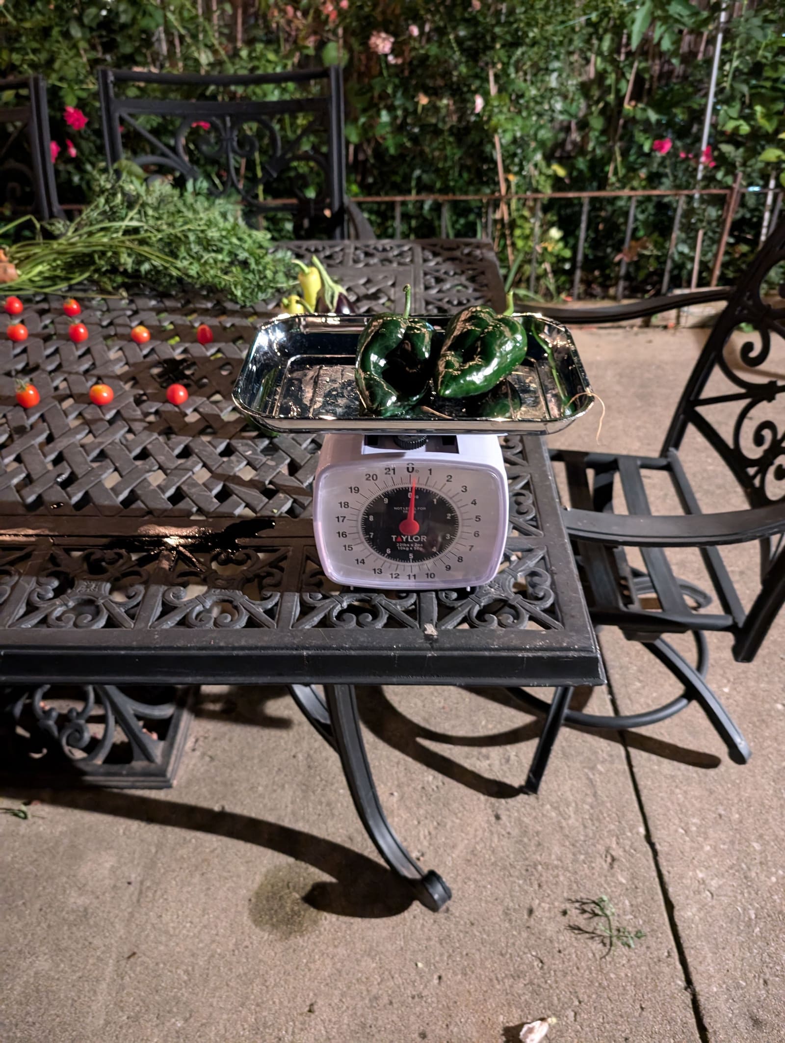 The week's harvest arranged on the table, with the scale in frame. August 2024.