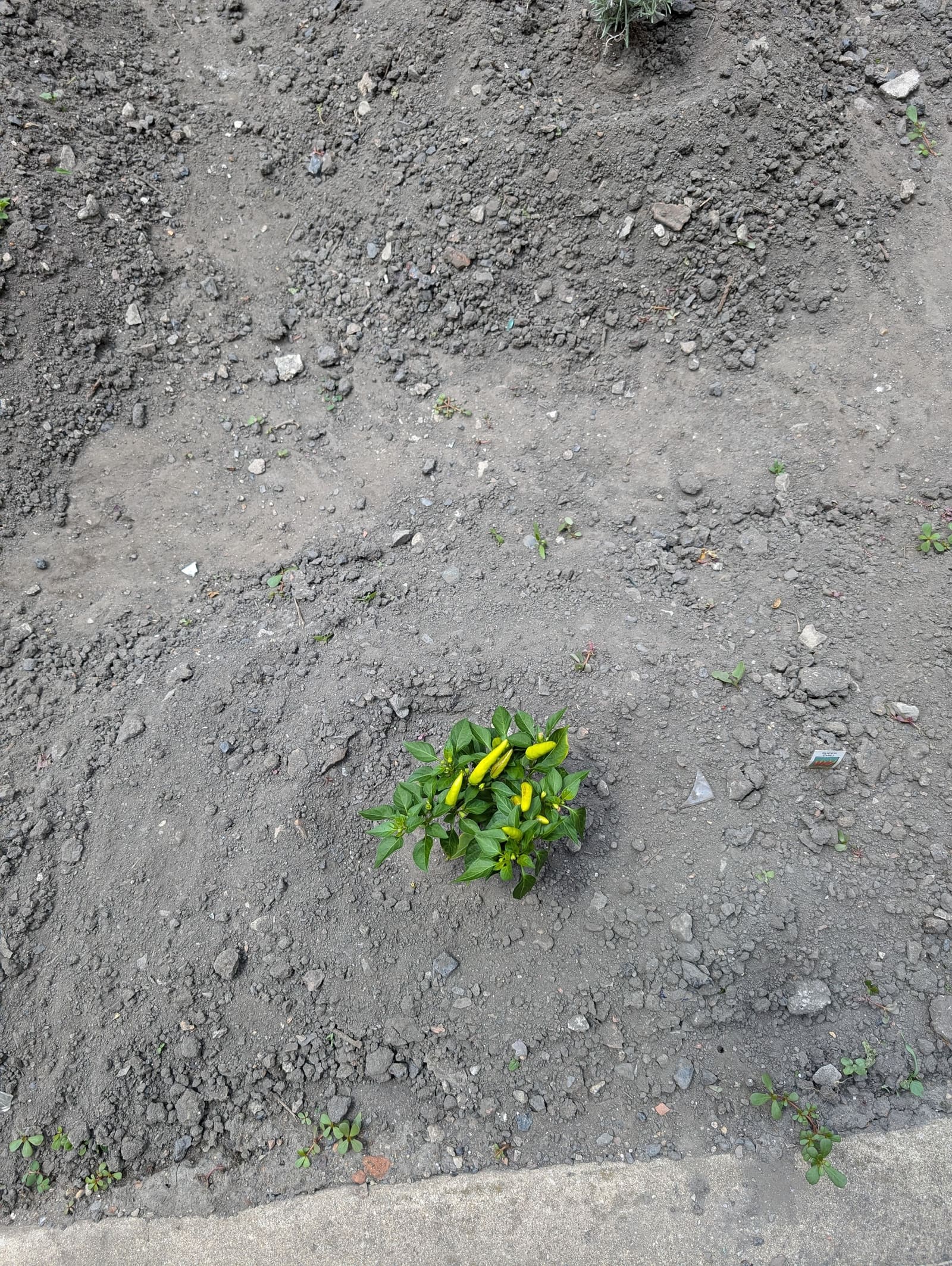 Growing on the ridge. June 2024.